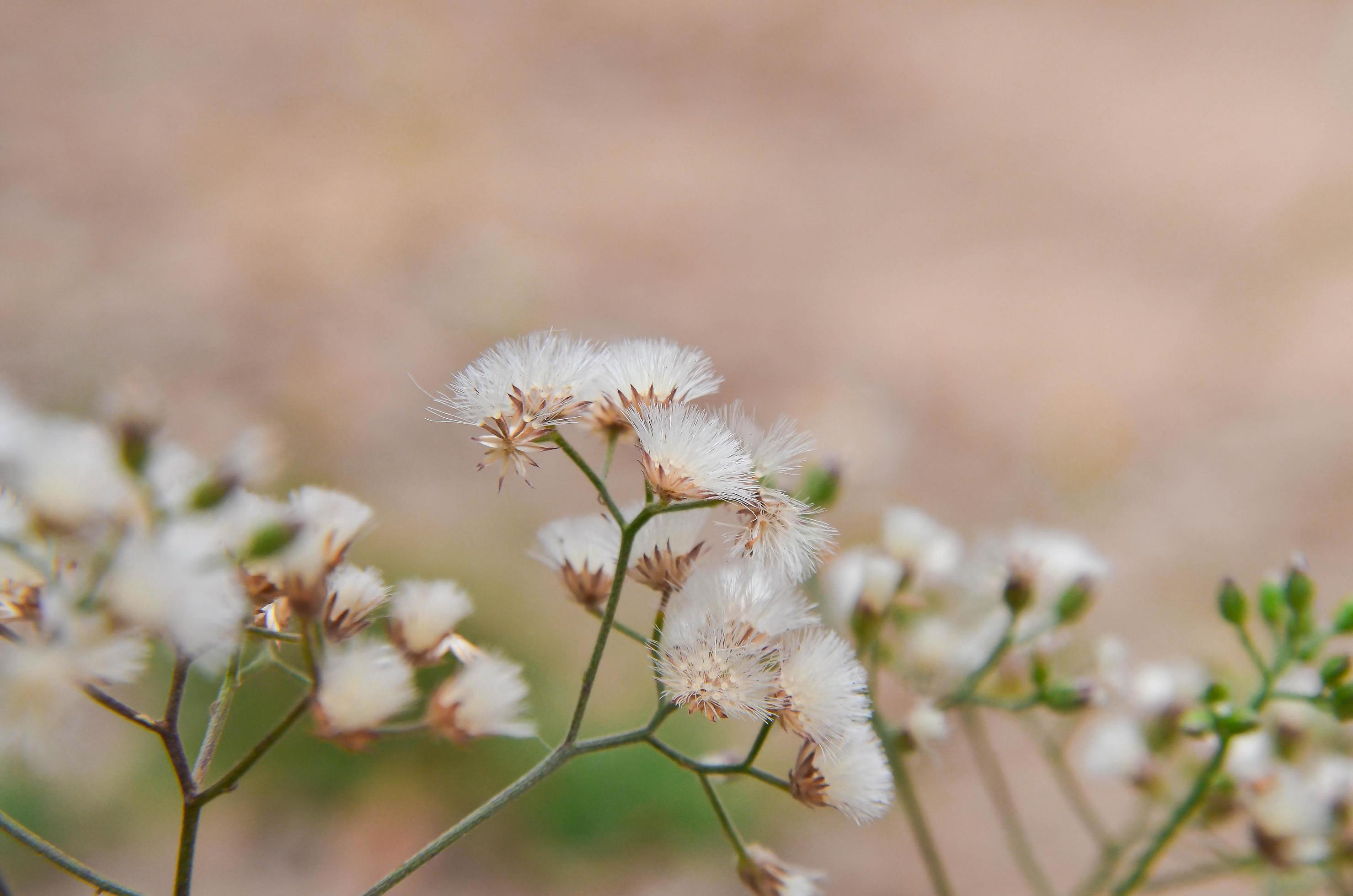 Grass and the flower, white flower on outside. Stock Free