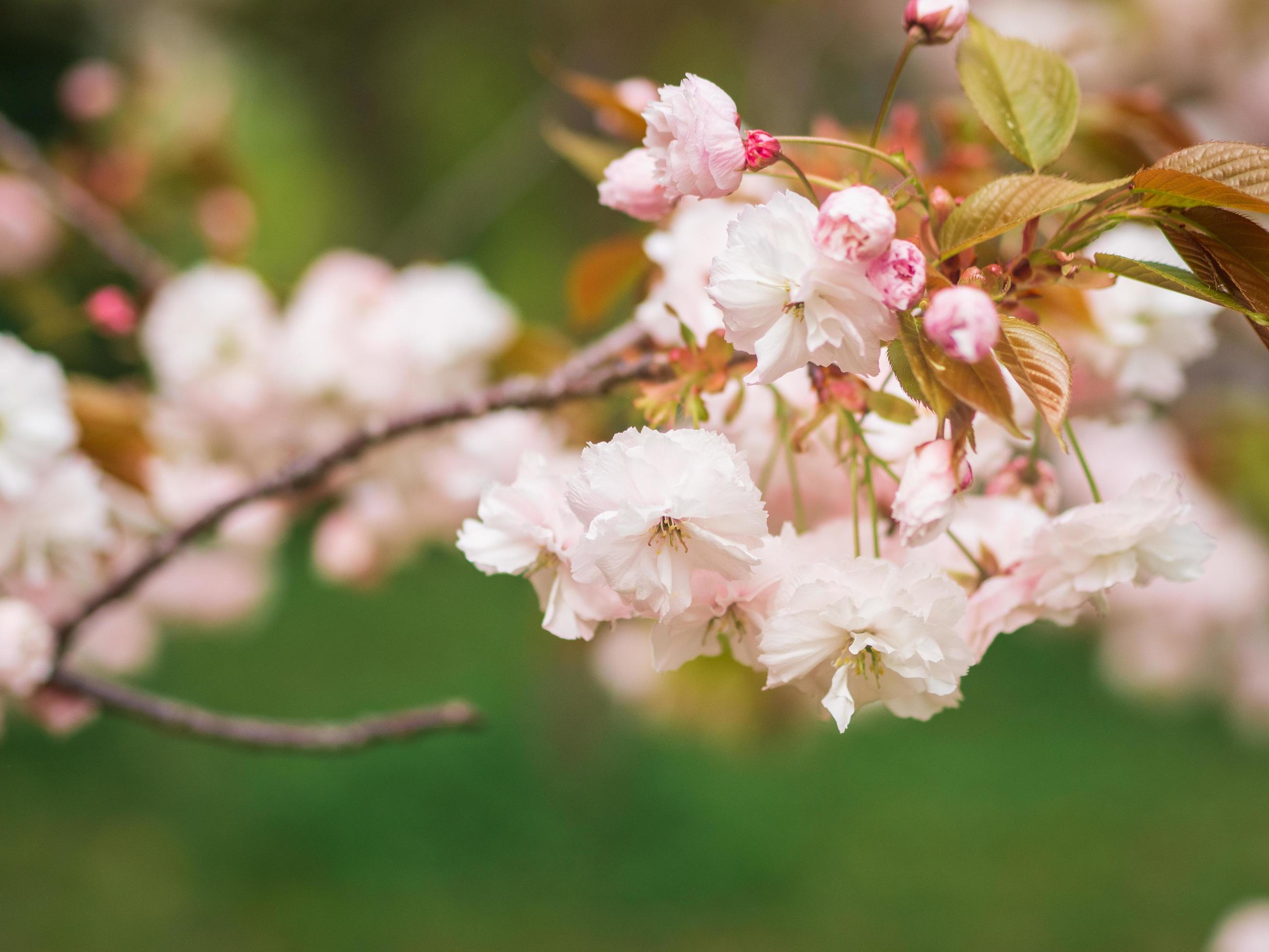 Shogetsu is a broad-spreading small deciduous tree with charming double flowers held in showy, hanging clusters of 3-6 blooms. Stock Free