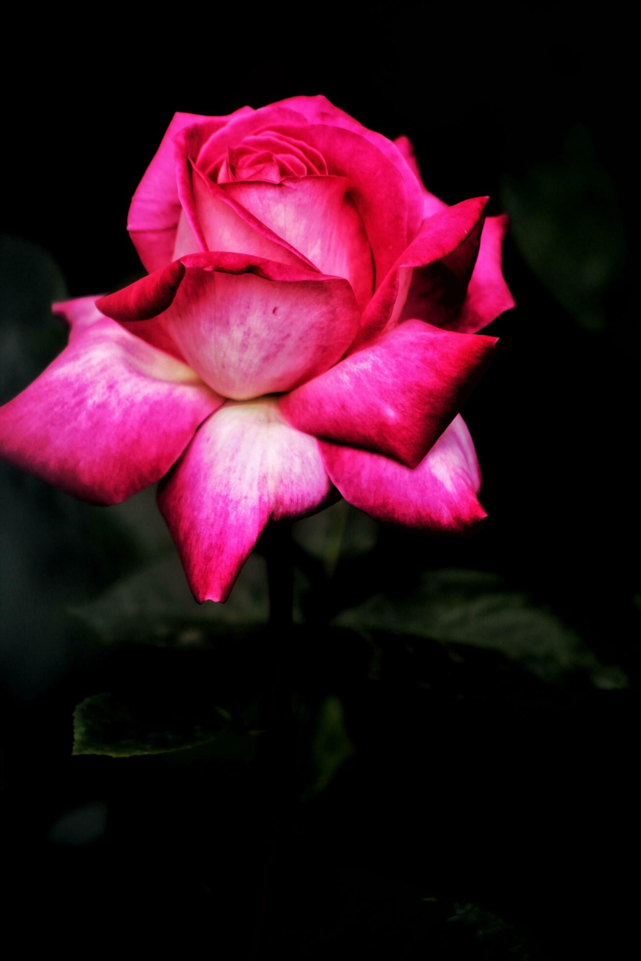 Pink flower, Pink rose, Rose image Stock Free