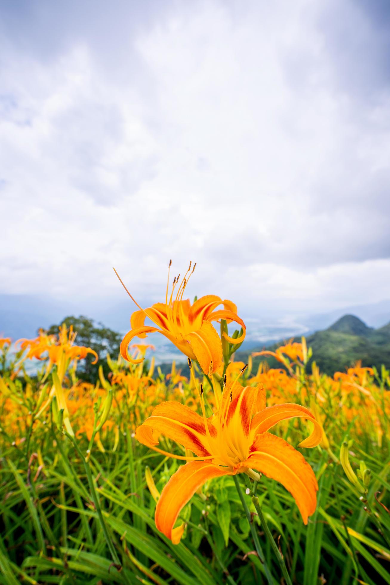 Beautiful orange daylily flower farm on Sixty Rock Mountain Liushidan mountain with blue sky and cloud, Fuli, Hualien, Taiwan, close up, copy space Stock Free