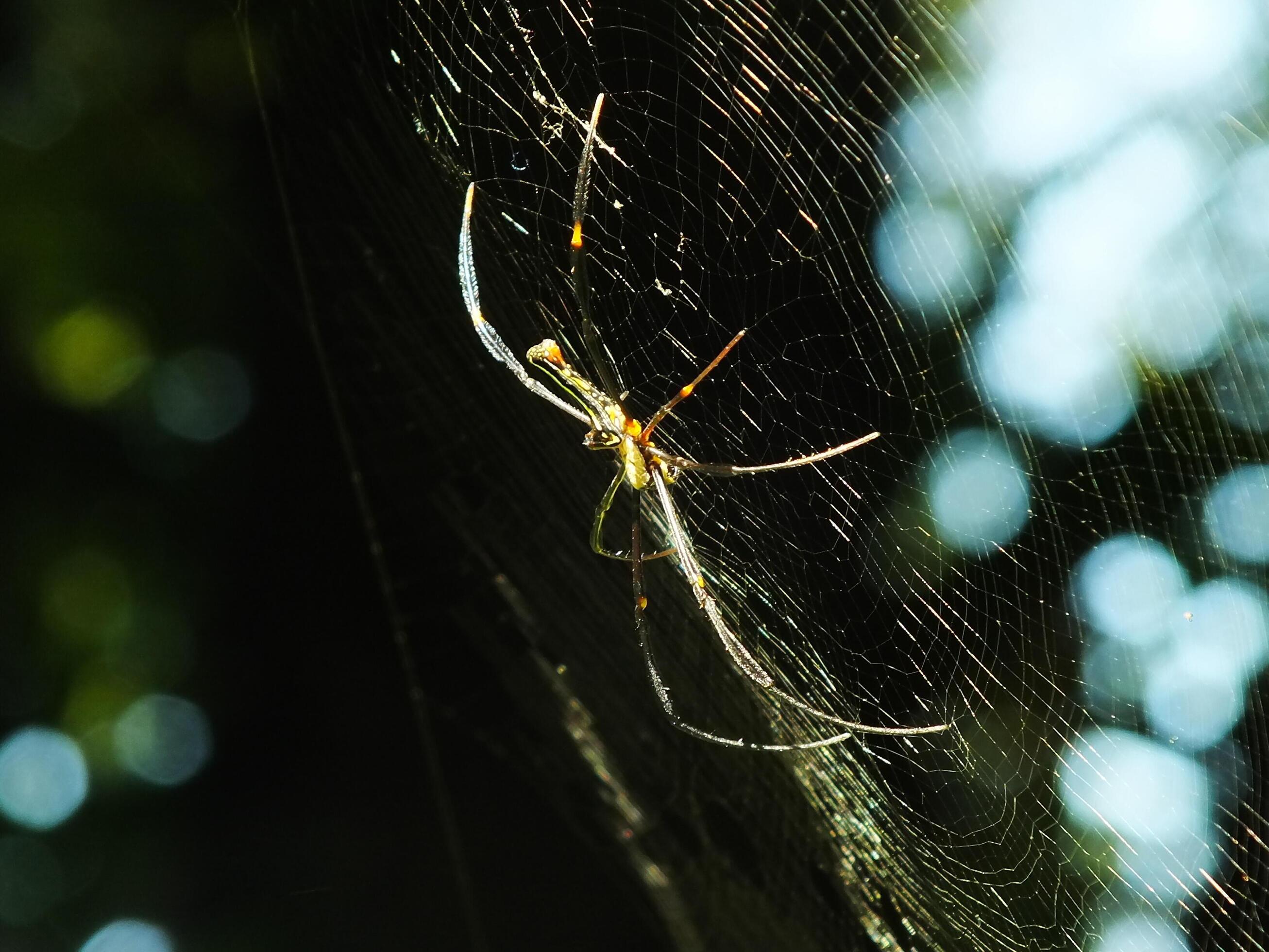 Spider in the cobweb with natural green forest background. A large spider waits patiently in its web for some prey Stock Free