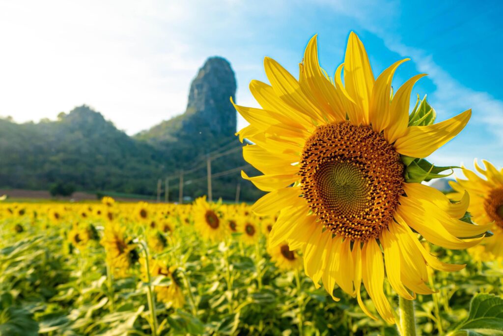 At sunset, a summer sunflower meadow in Lopburi, Thailand, with a mountain background. Stock Free