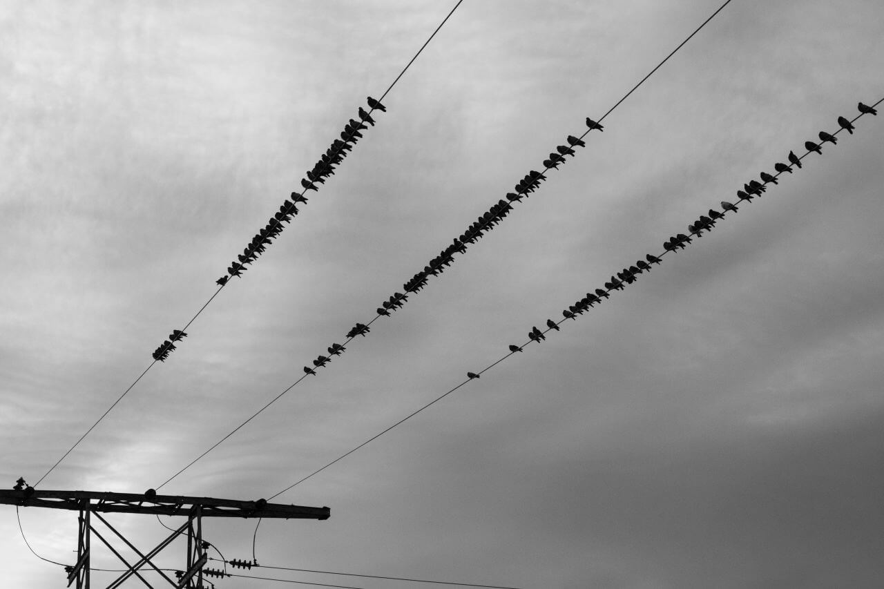 Birds on a Wire Stock Free