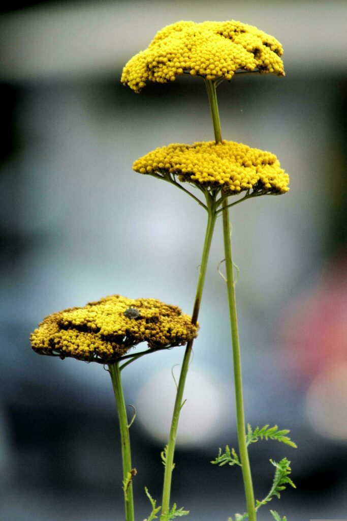 Yellow flowers, Nature, Garden image Stock Free