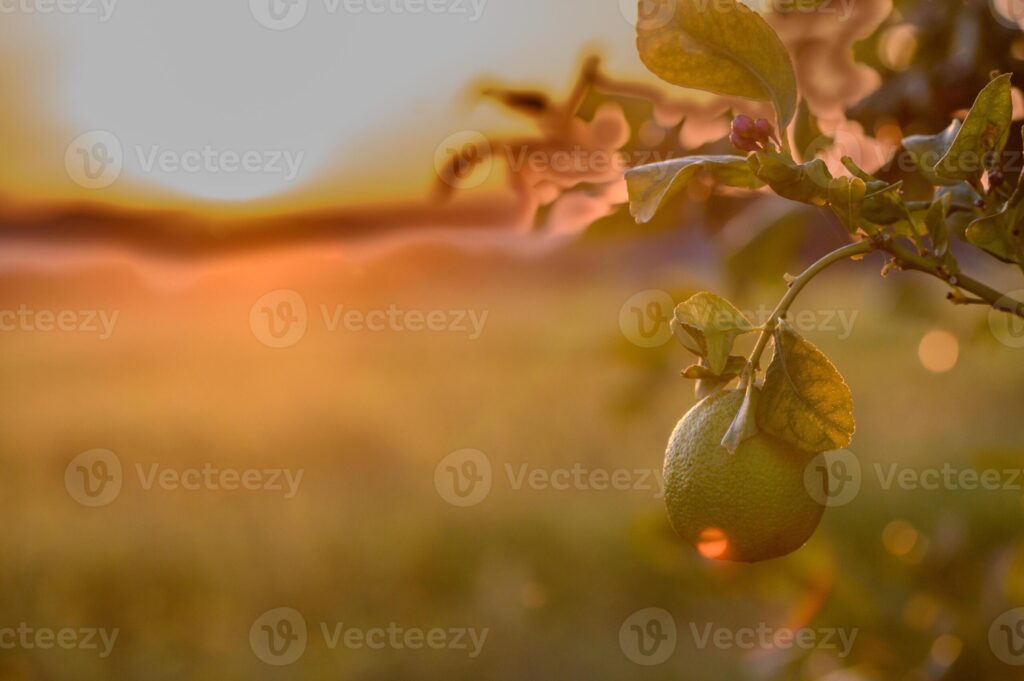 lemon fruit on a branch in the garden against sunset background 2 Pro Photo