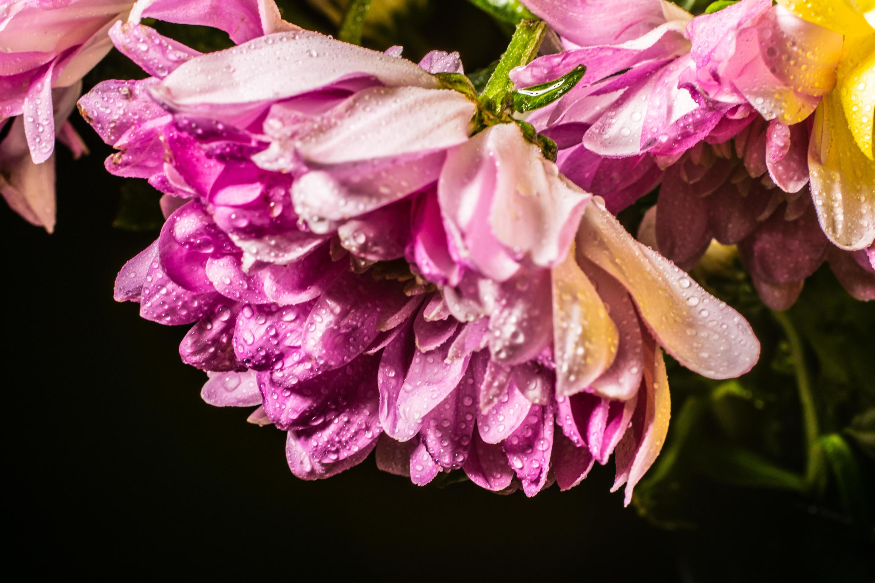 Pink flower, droplets close up dramatic feeling Stock Free