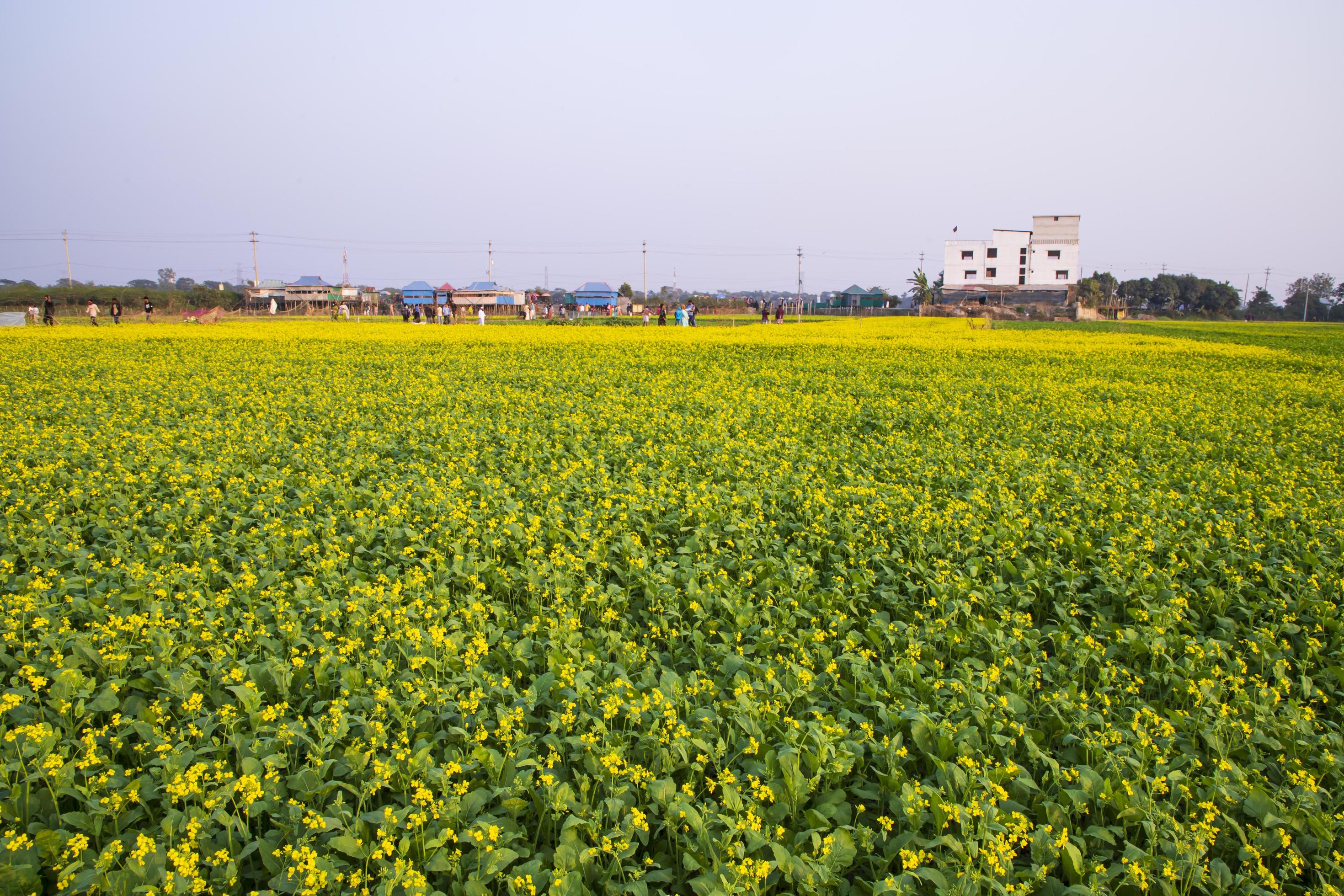 Beautiful Yellow Blooming rapeseed flower in the field natural Landscape view Stock Free