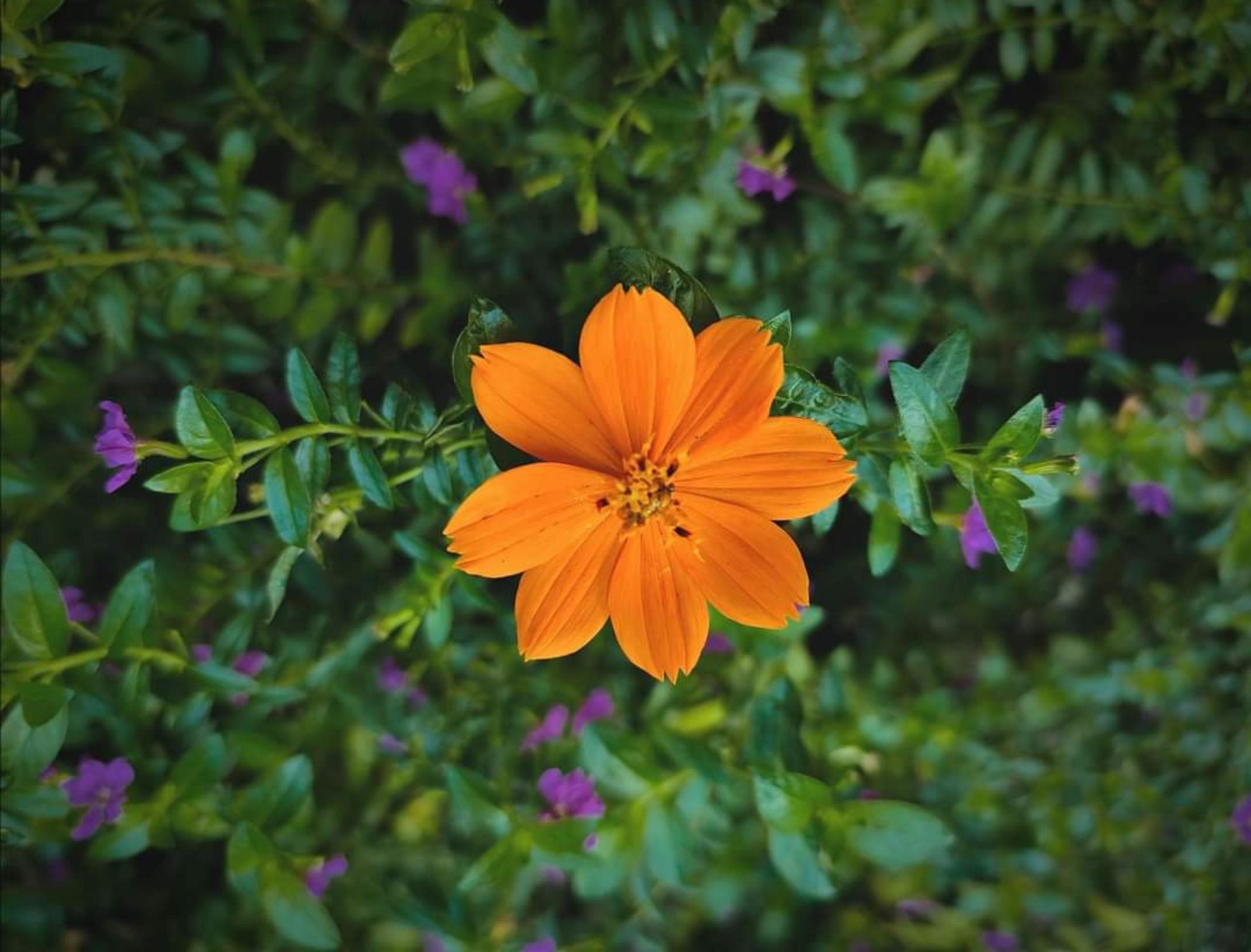 Spring blooming Cosmos sulphureus flower Stock Free