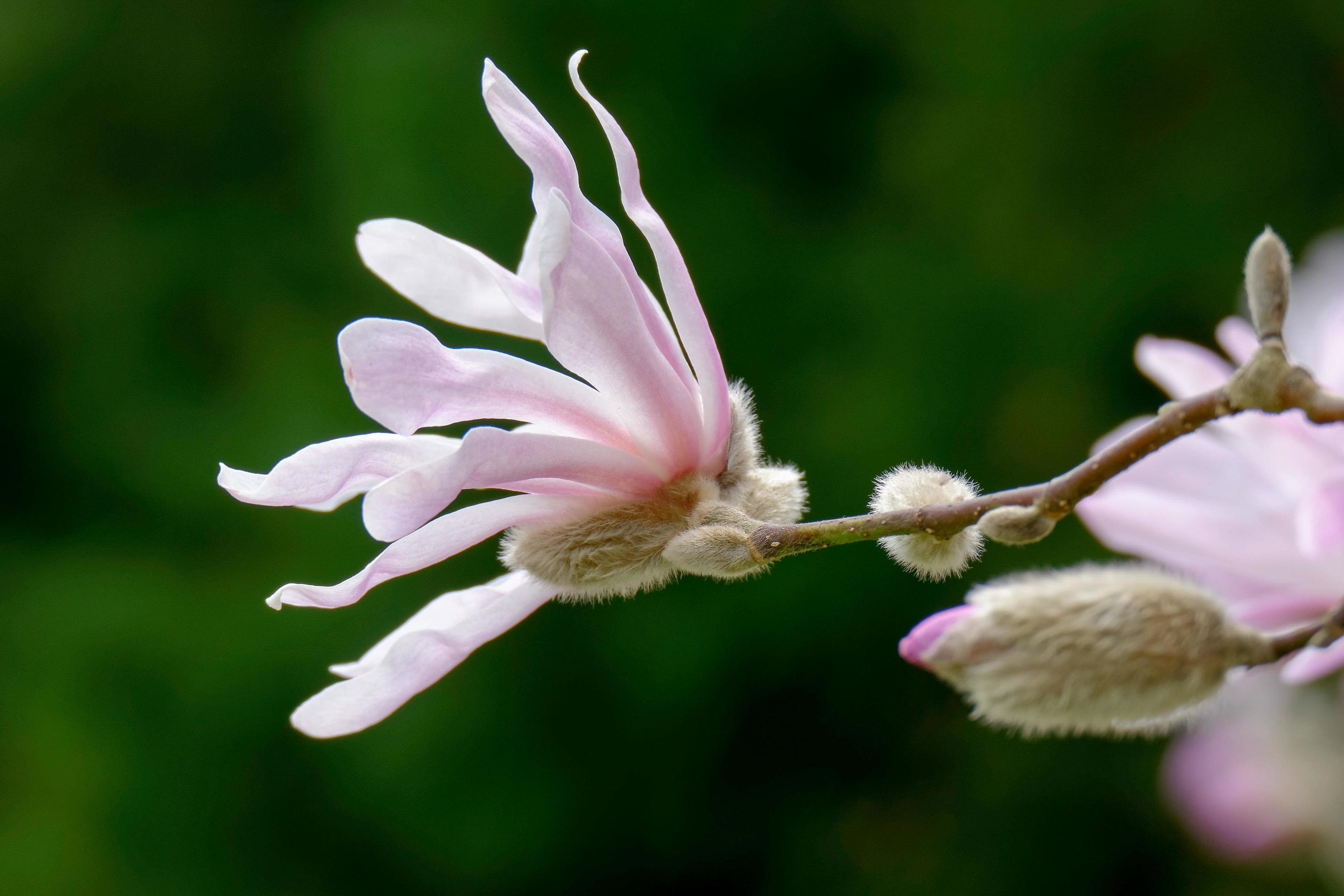 Pink Magnolia Flowering Stock Free