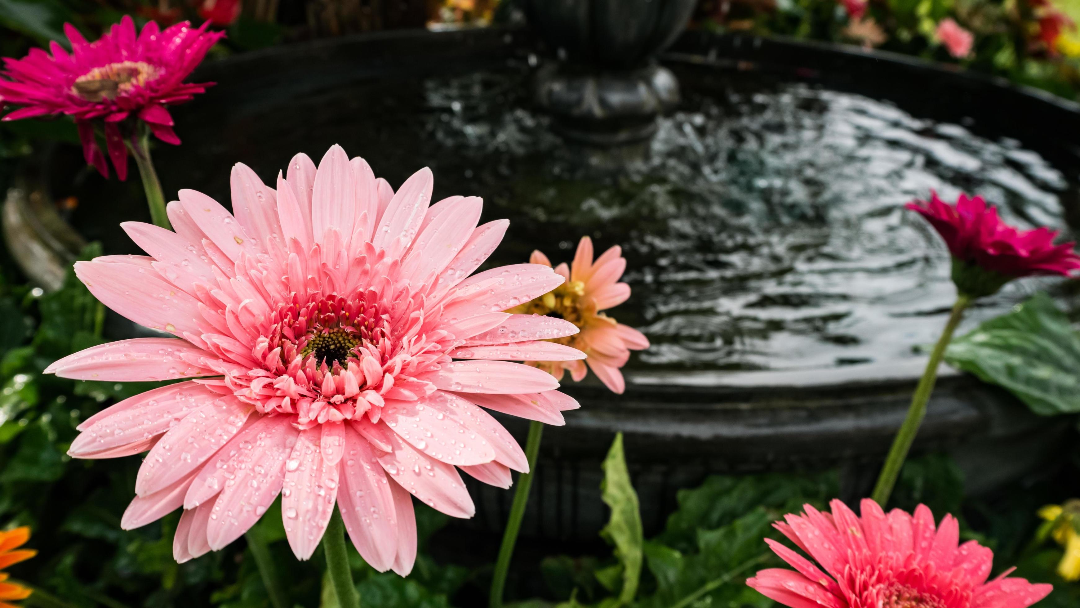 beautiful gerbera flower on the outdoor garden Stock Free