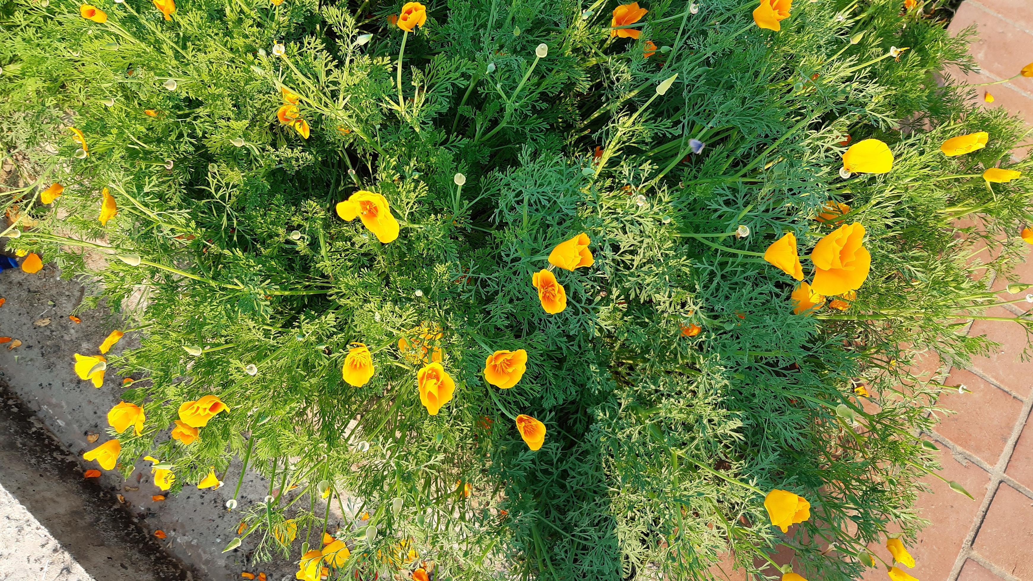 Eschscholzia californica, the California poppy, golden poppy, California sunlight or cup of gold, spring blooming flower. Stock Free