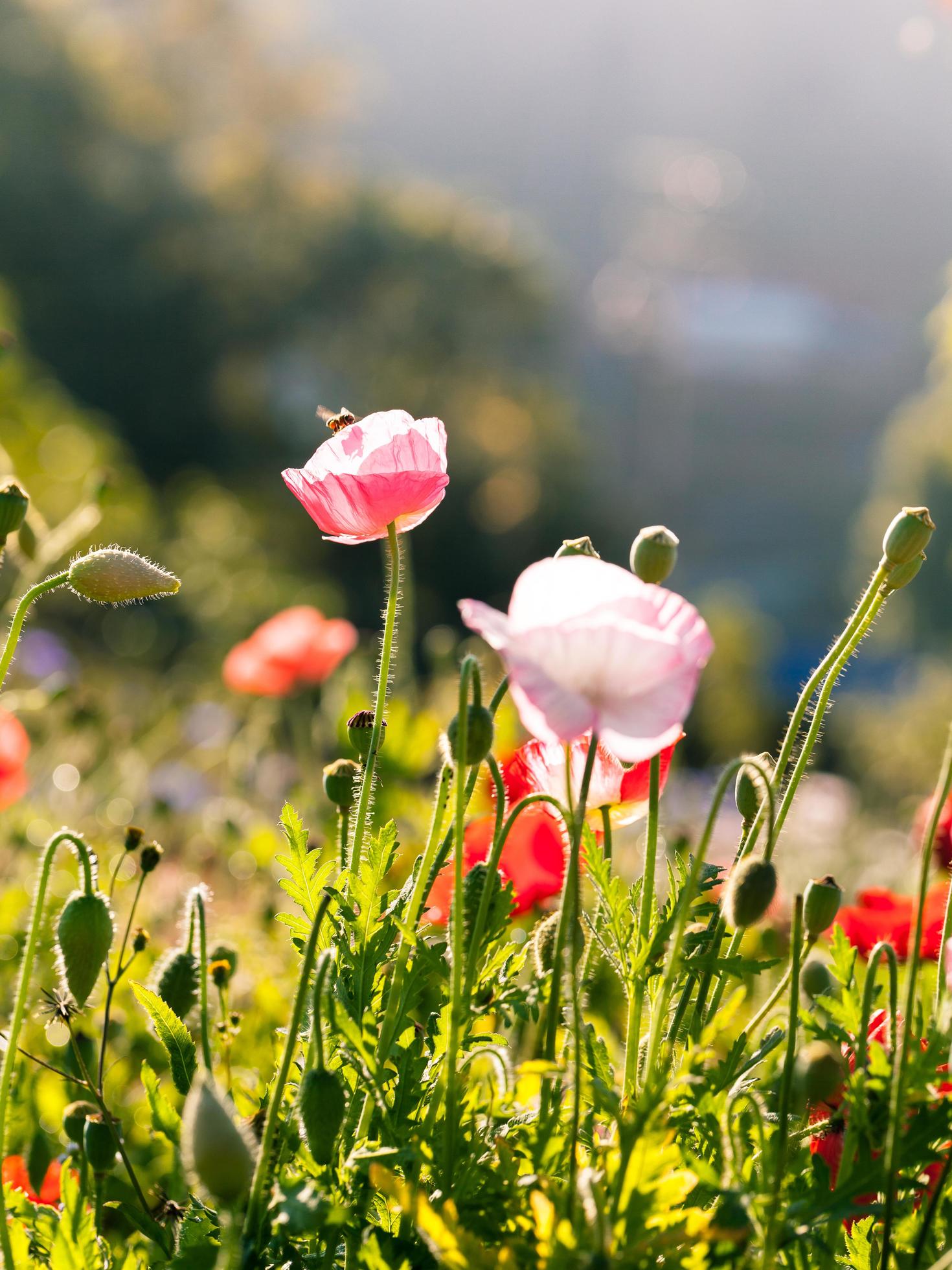 Poppy flowers and copy space Stock Free