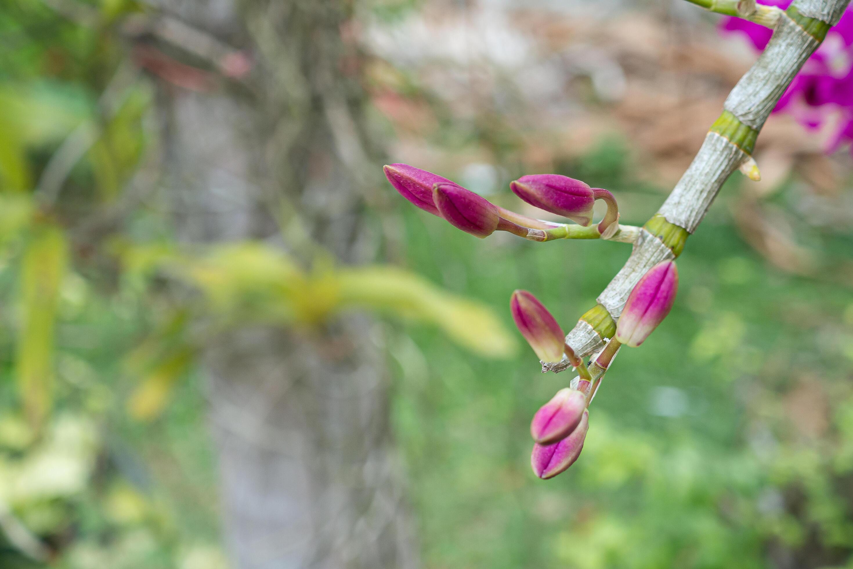 Beautiful purple orchids in the garden with nature background. Space for text Stock Free