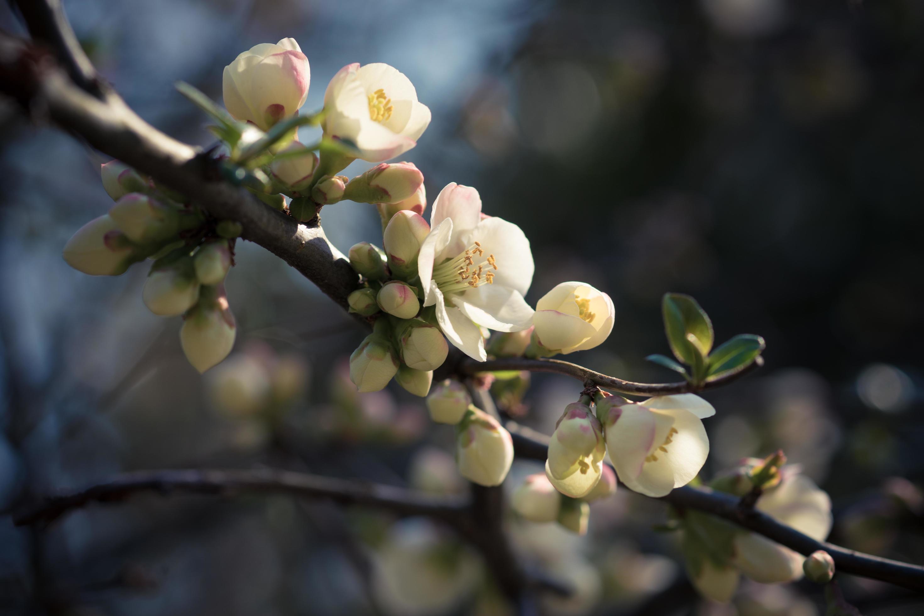 A branch with delicate white flowers on a dark background Stock Free