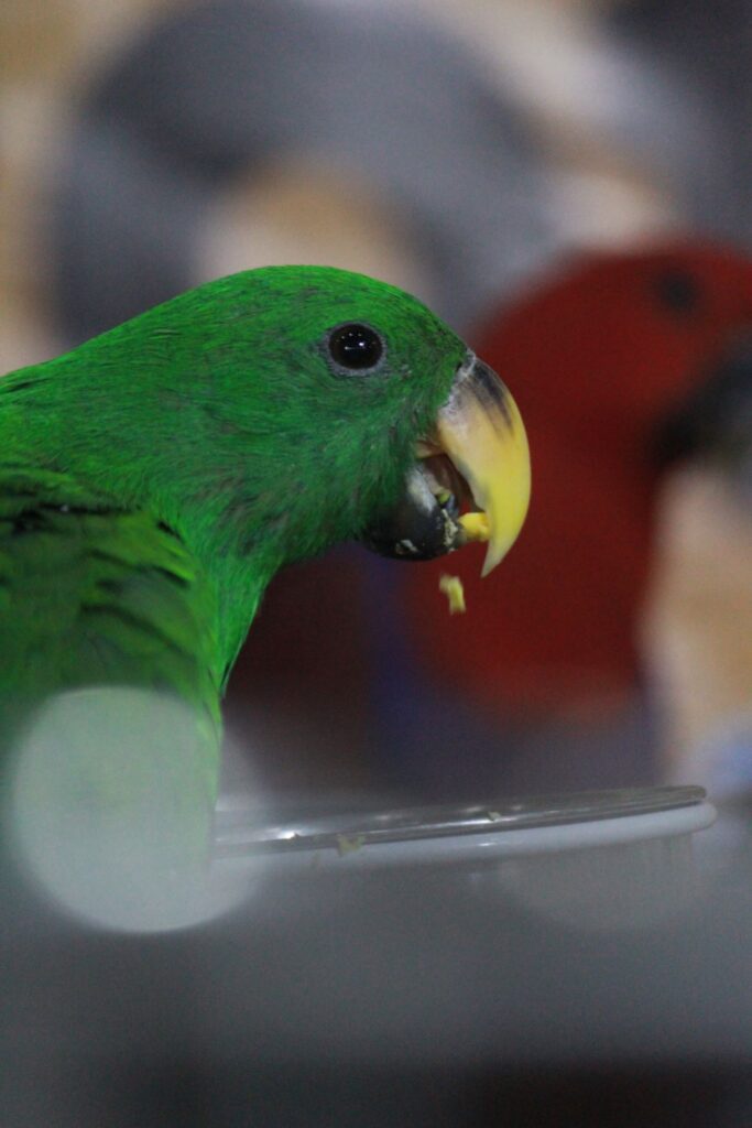 Green Bird Eating Stock Free