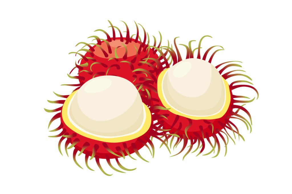 rambutan fruit icon.Cartoon icon isolated on white background Free Vector