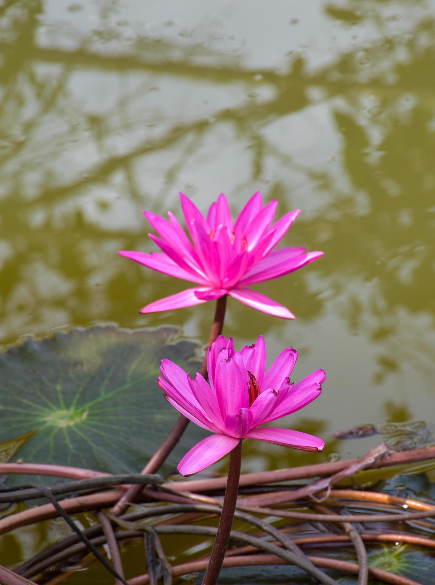 pink lotus blooming in water Thai garden beauty nature Stock Free