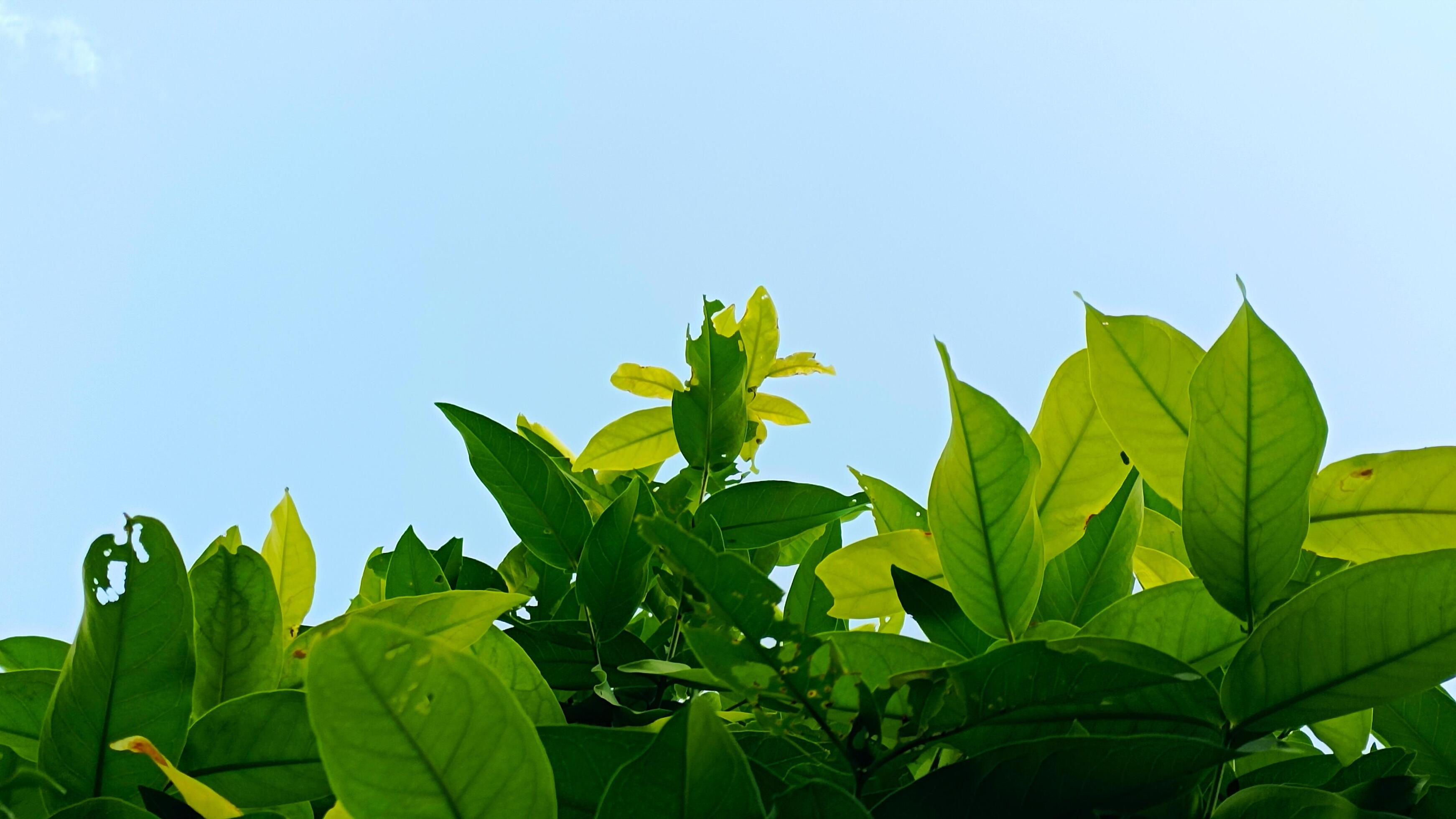 Fresh green leaves on bright blue sky background Stock Free