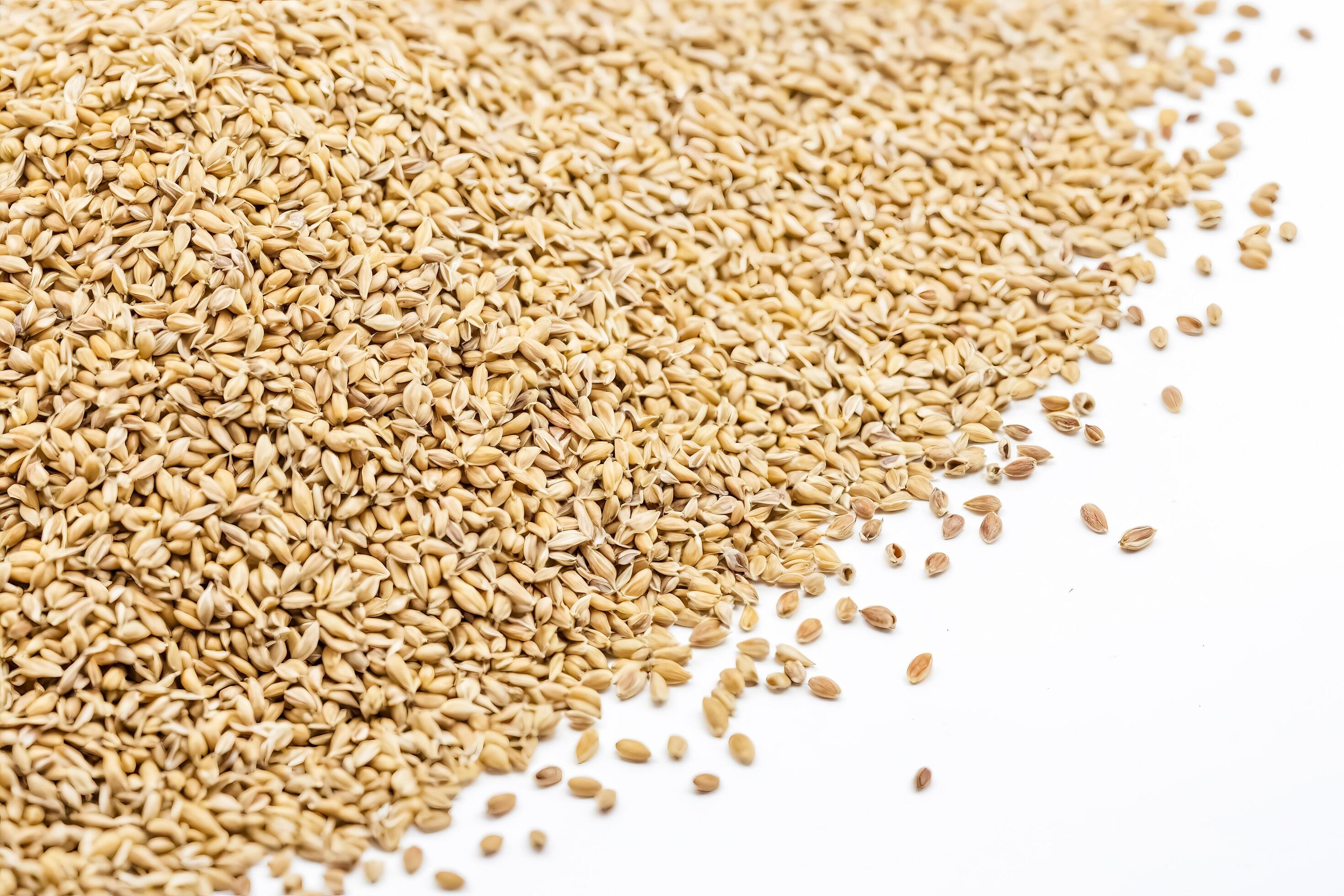 Closeup of a Pile of Barley Grains on White Background Stock Free