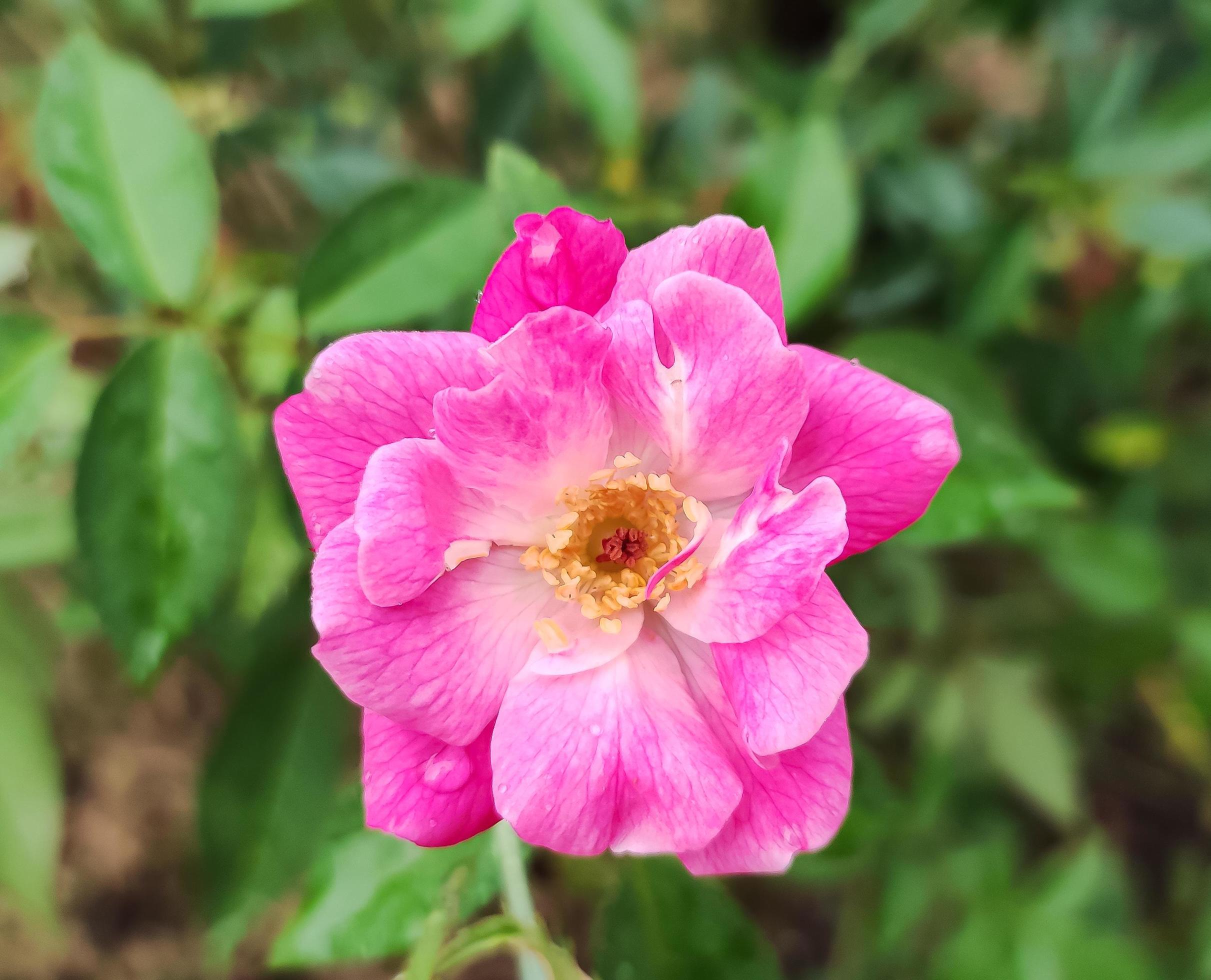 Macro photo rosa flower in the garden Stock Free