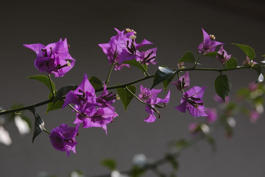 Flowers of a bougainvillea tree close-up Stock Free