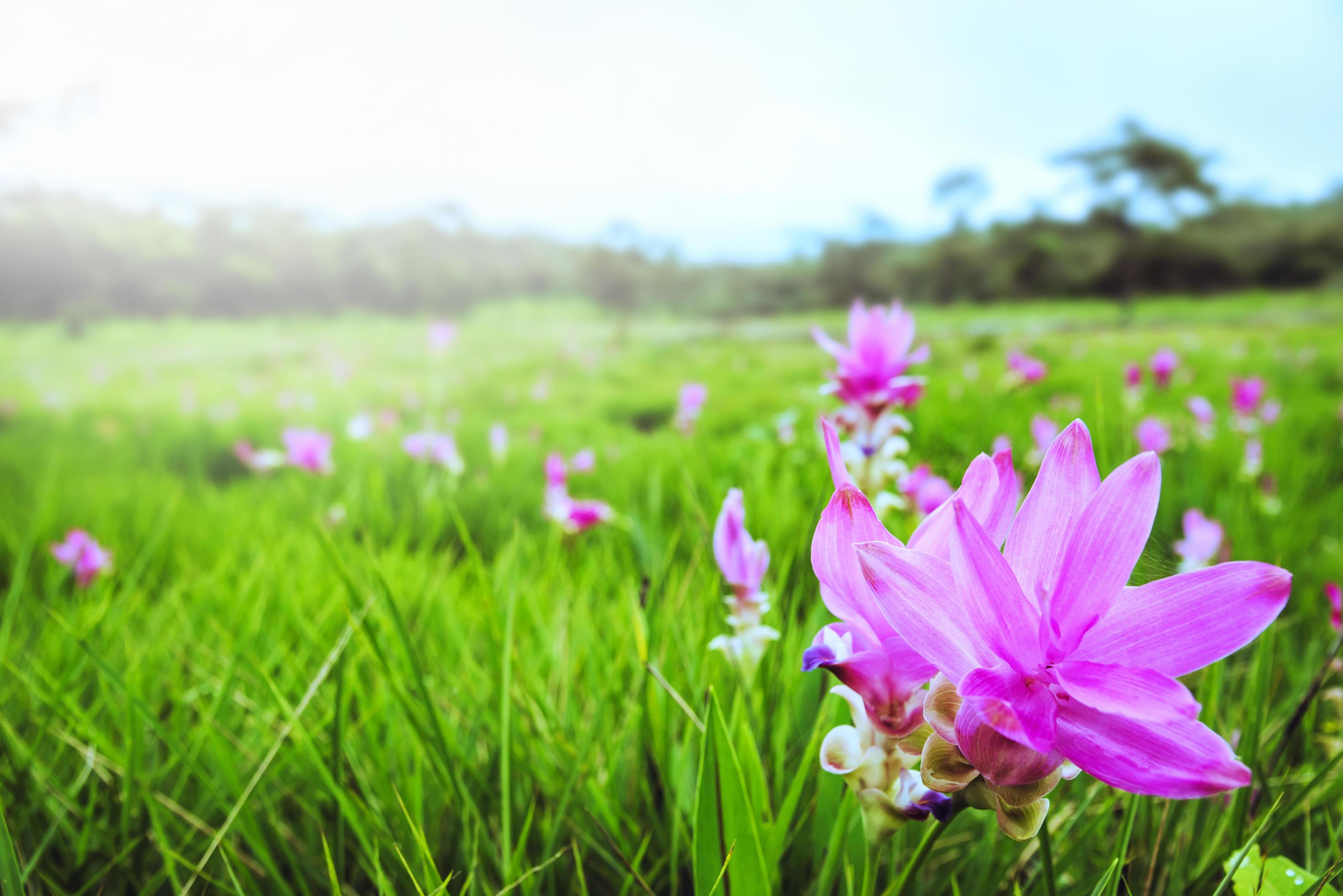 Beautiful Curcuma sessilis pink flowers bloom in the rain forest, at Pa Hin Ngam National Park Chaiyaphum Province ,Thailand Stock Free