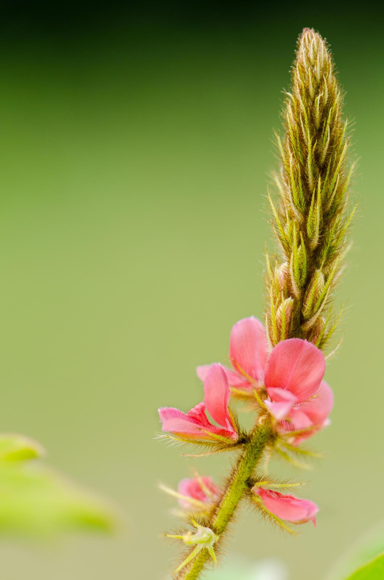 Small panicle of pink flower in meadow Stock Free