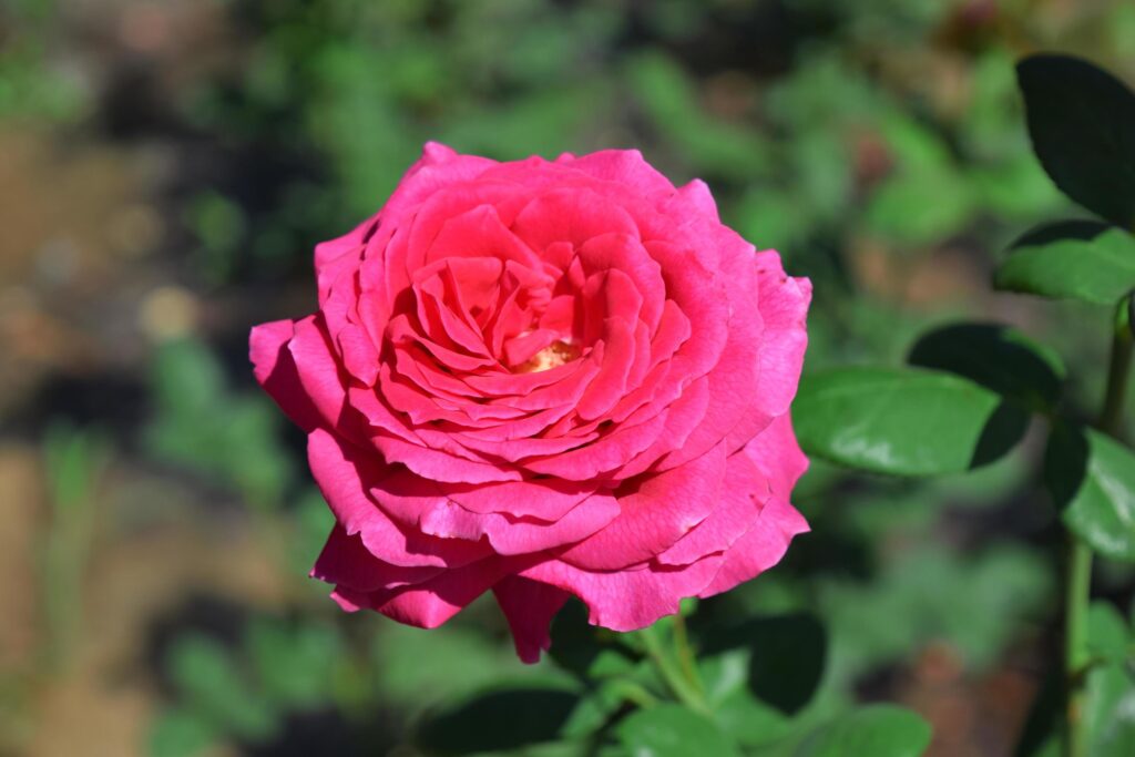 beautiful, scarlet and red, large, blooming roses in a flower bed Stock Free