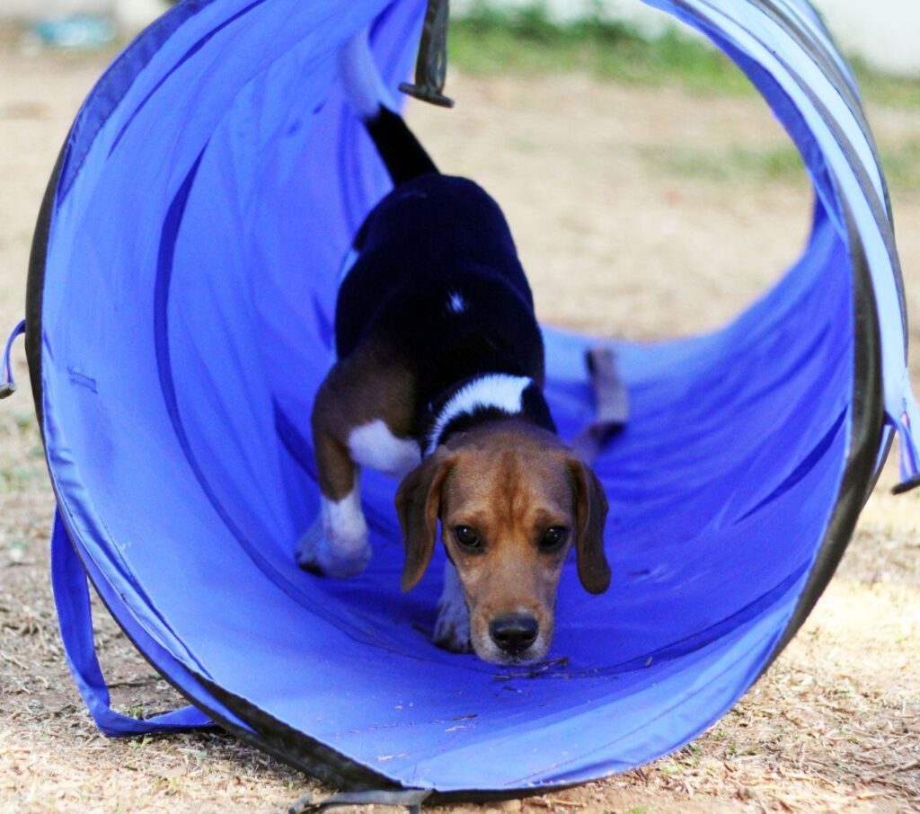 Beagle Tricks Dog Show Stock Free