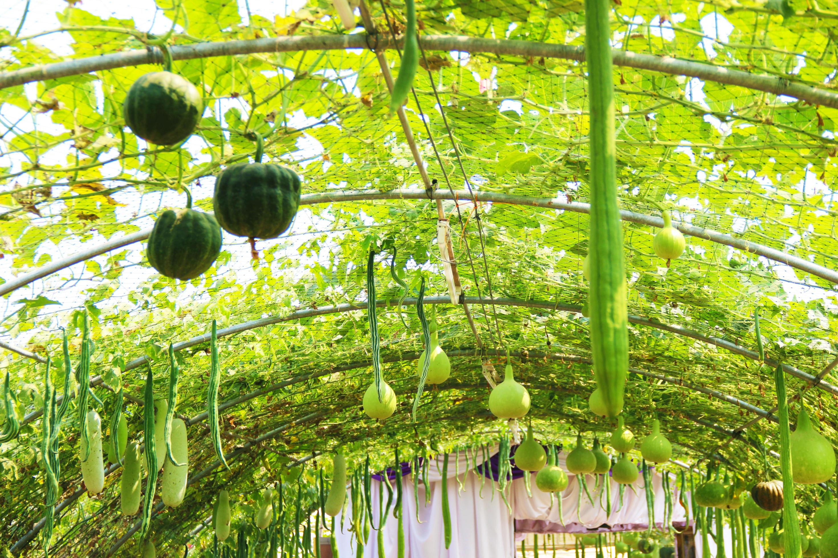 Zucchini organic farming vegetable farm. Concept of growing organic vegetables and health food. Stock Free