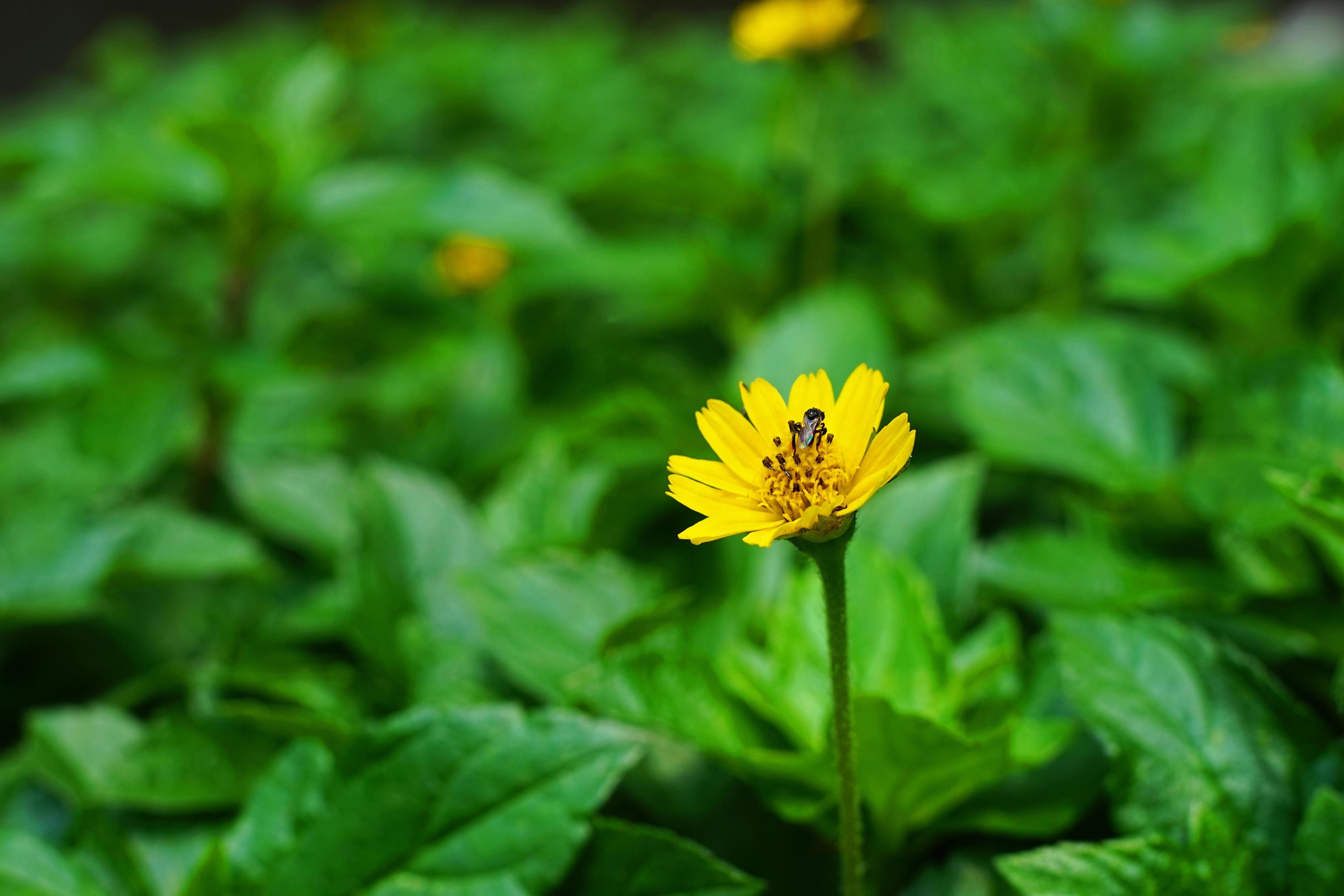 Selective focus of bee collecting pollen for food on yellow flower. close up of insect and floral plant in summer season. Stock Free