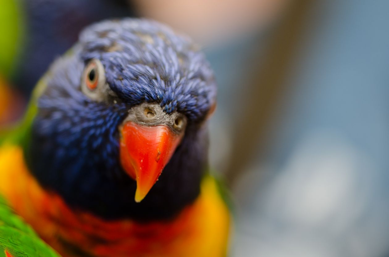 Lorikeet Stock Free