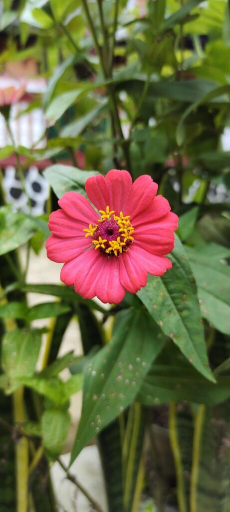 Front view of Zinnia haageana flowers blooming in a garden Stock Free