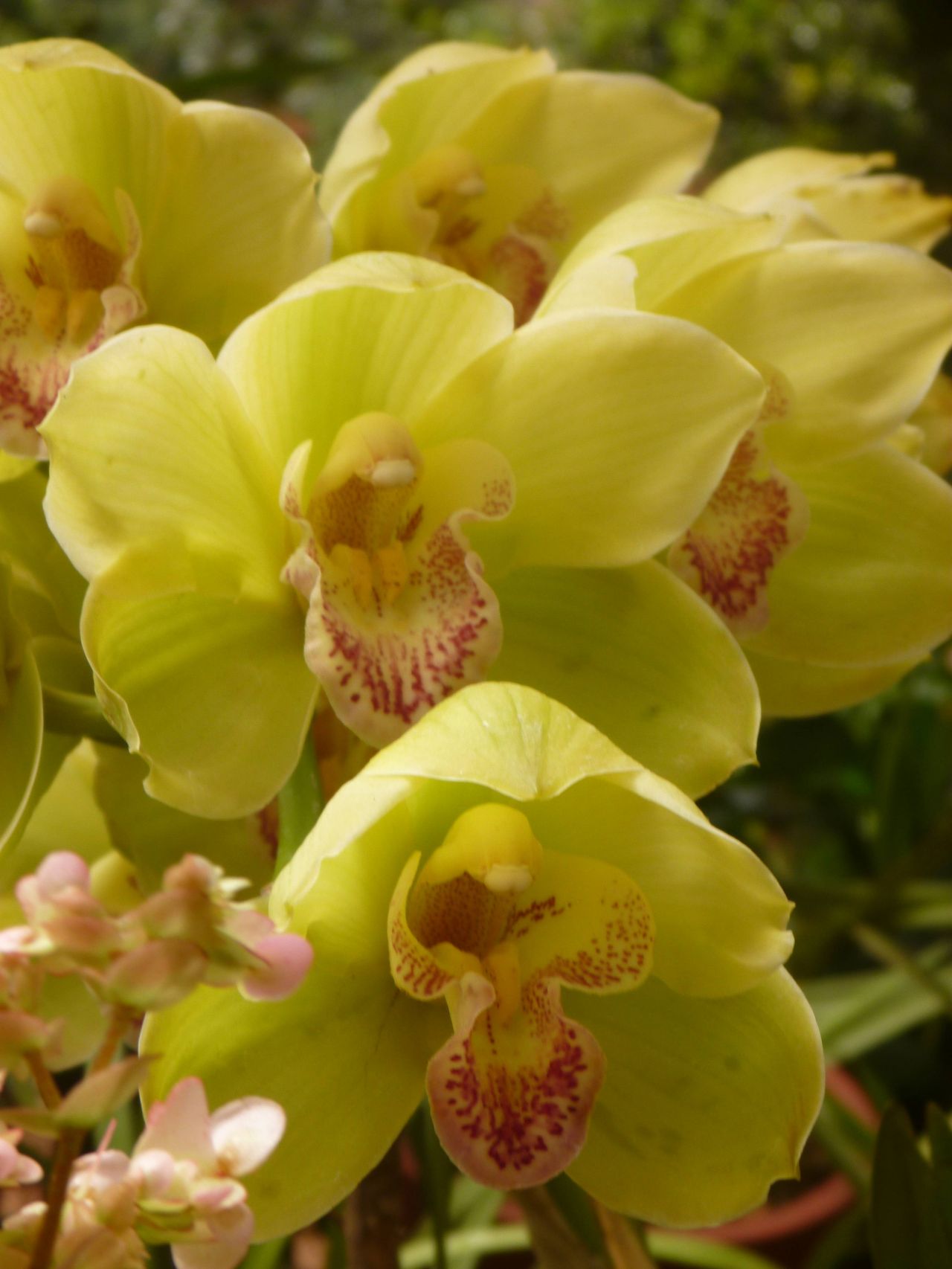 Orchid Like Yellow Flower Stock Free