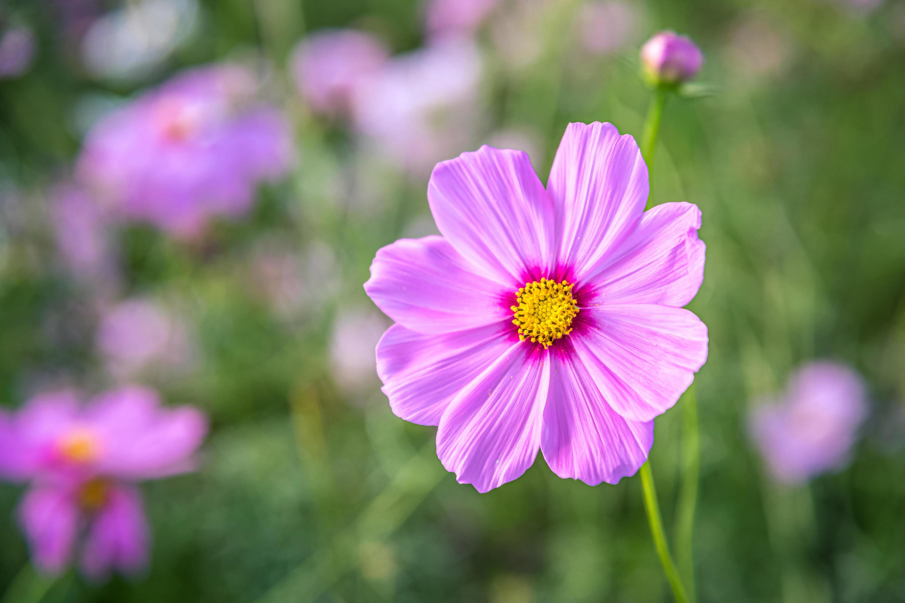 Cosmos flowers with soft natural background Stock Free