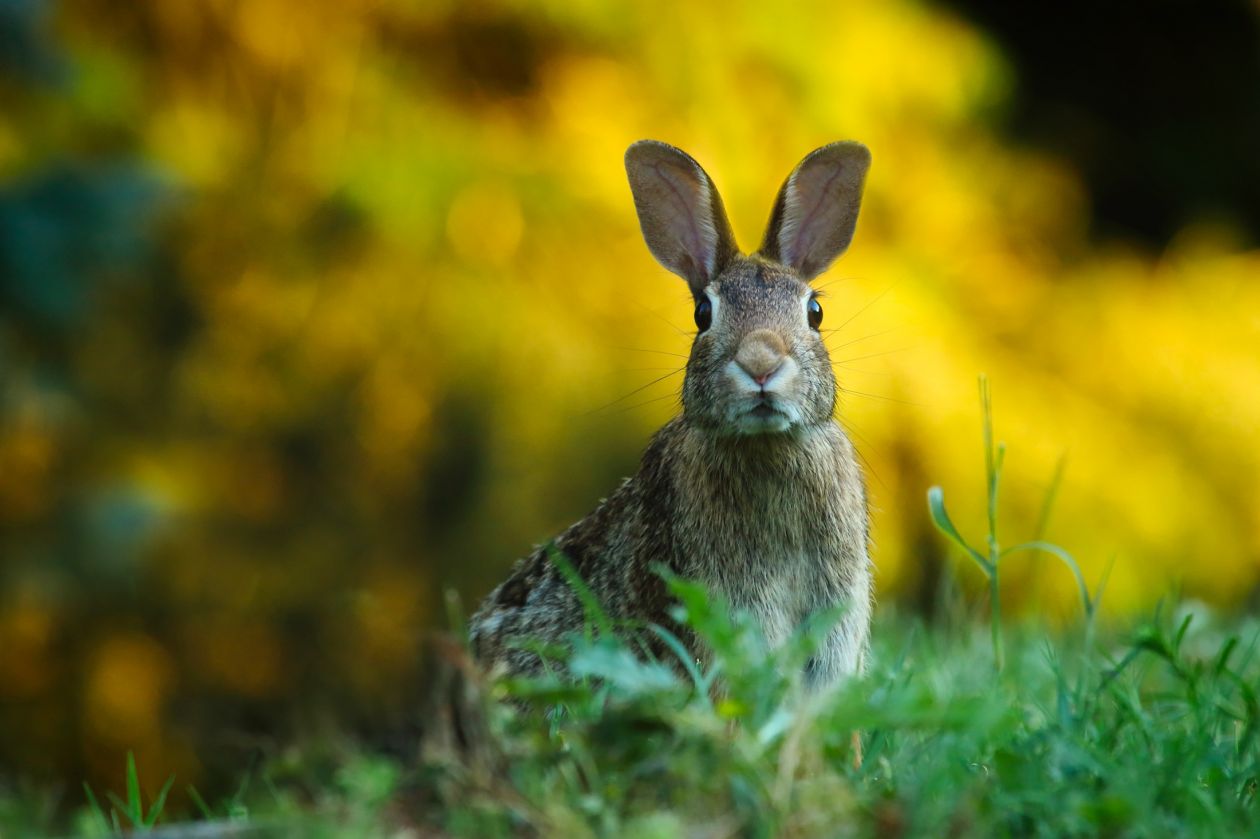 Rabbit on Field Stock Free