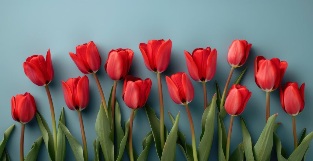 A Bouquet of Red Tulips on a Blue Background Stock Free