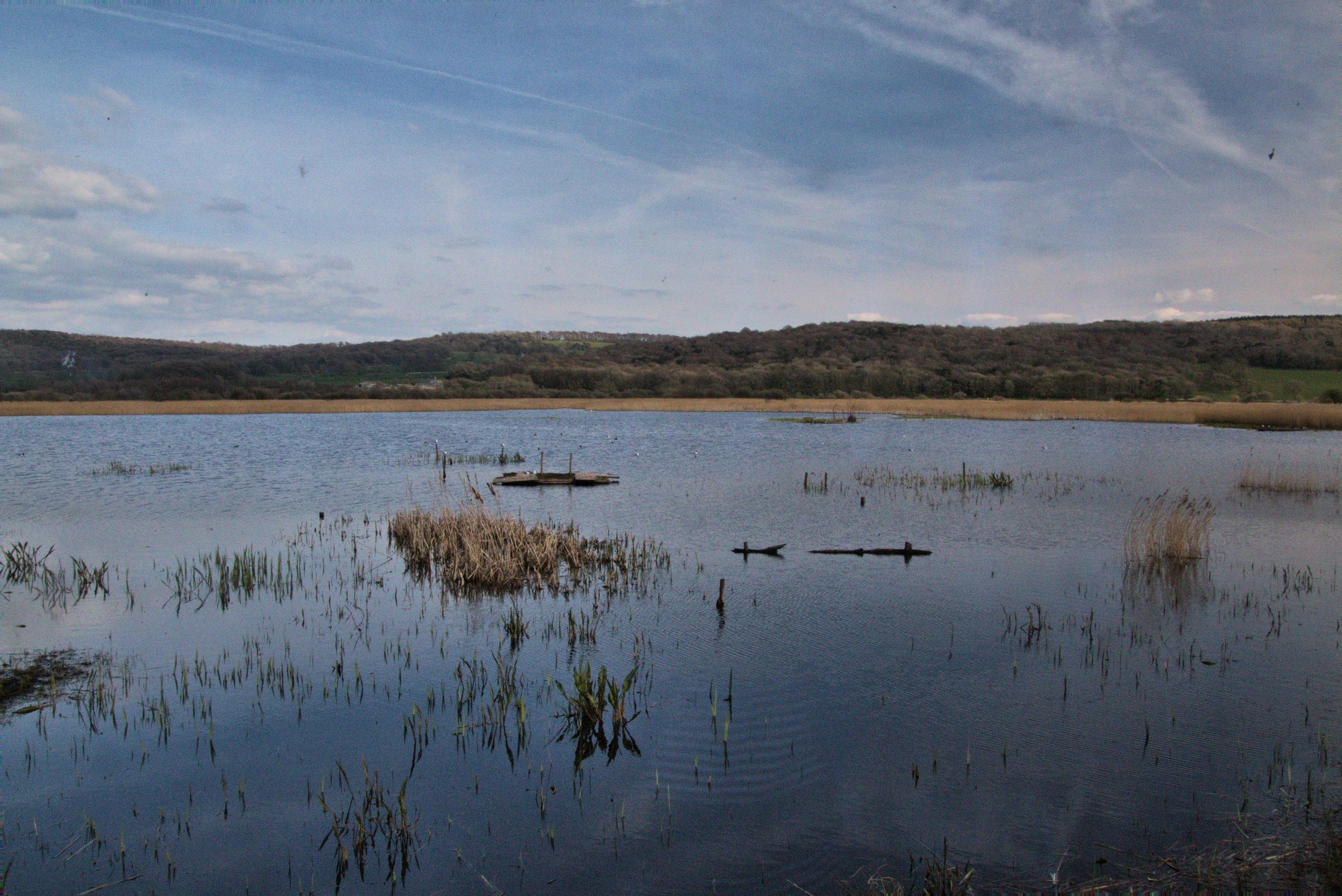 A view of Leighton Moss Nature Reserve Stock Free