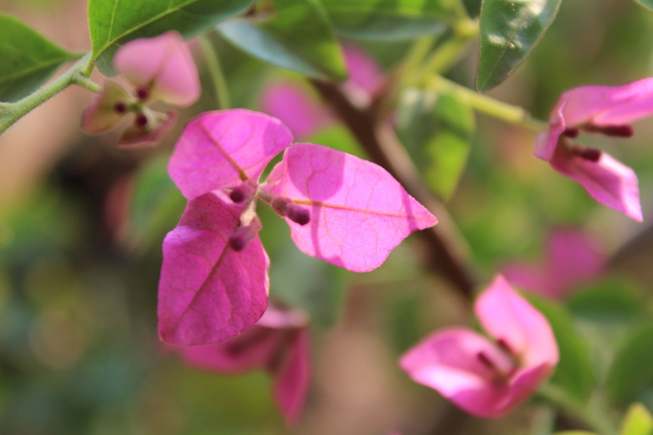 Pink Leaves Flower Closeup Stock Free