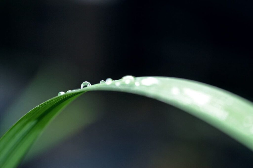 Water Drop on Leaf Stock Free