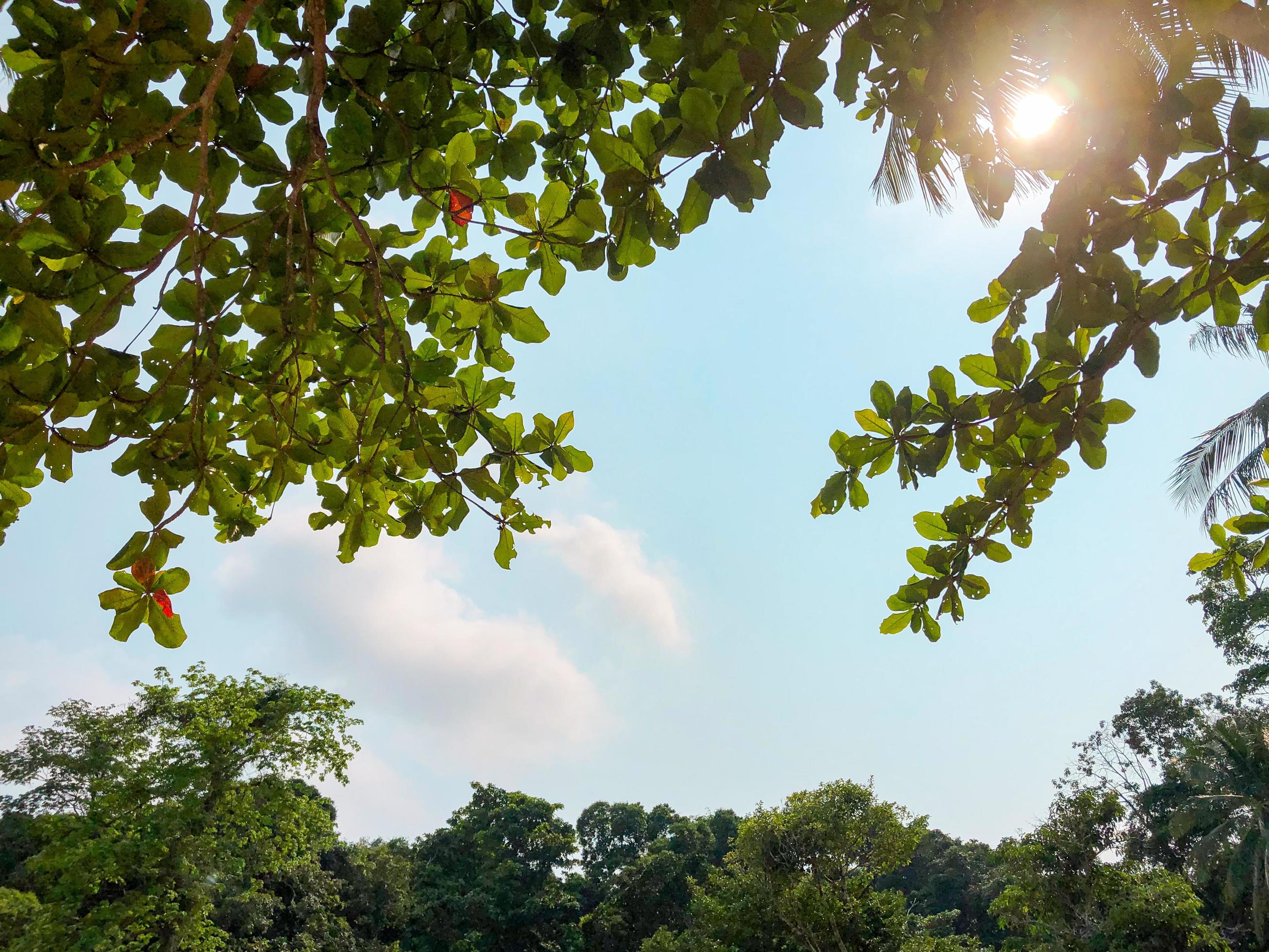 Natural blue sky and cloud with trees framed background, nobody, copy space. Stock Free