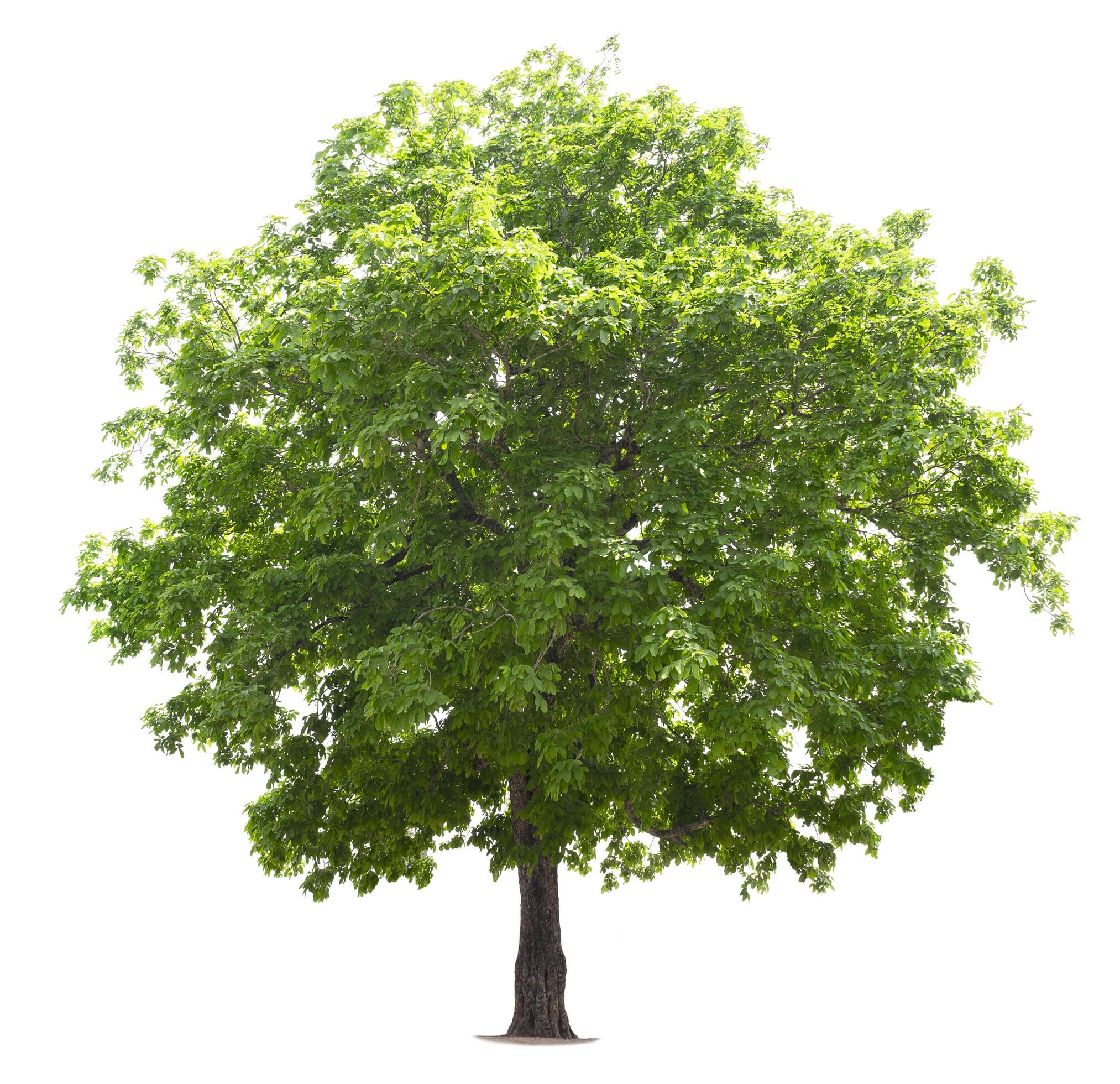 big tree isolate on white background Stock Free