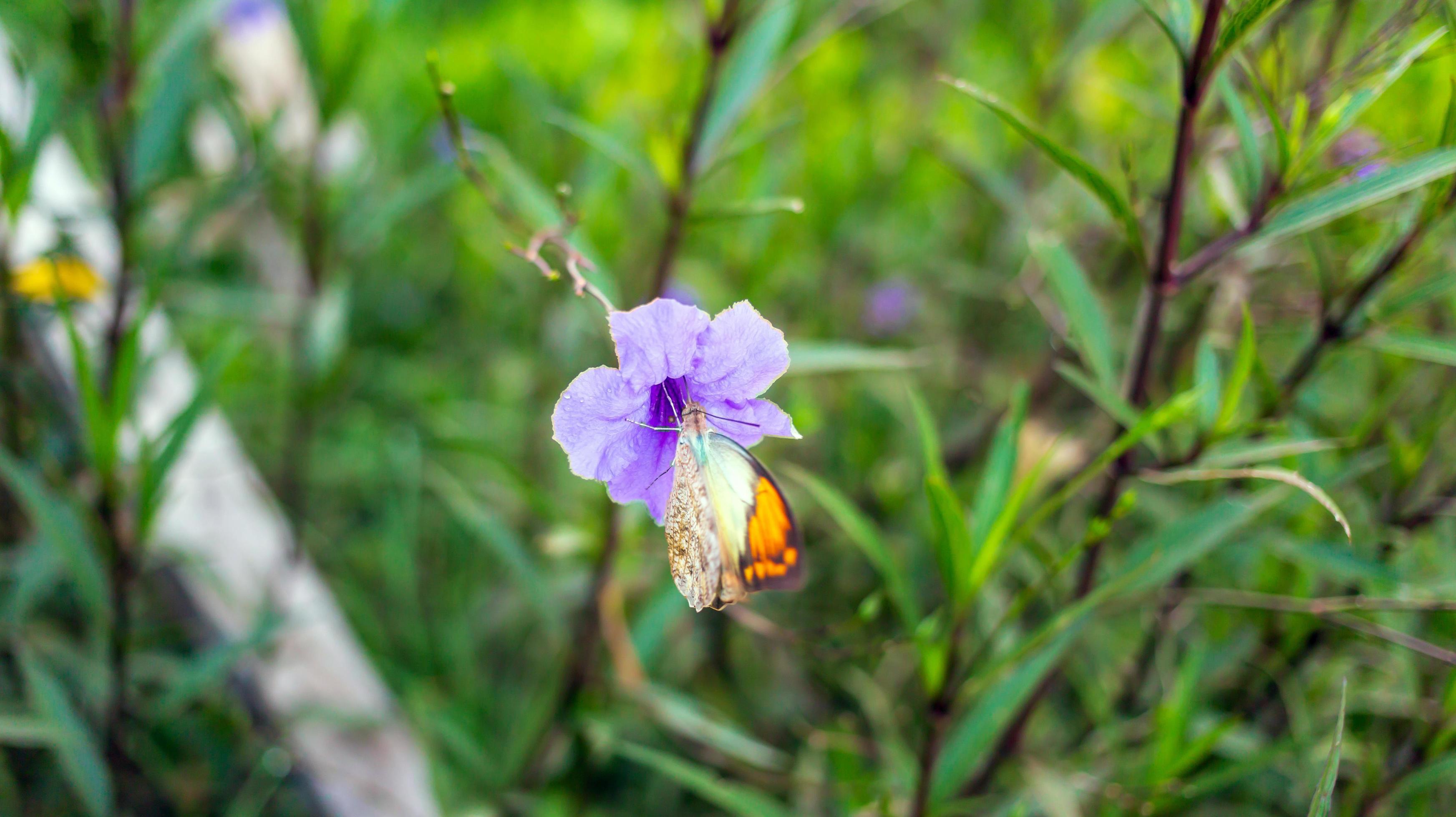 Close-up of Ruellia tuberosa purple flowers with butterflies perched Stock Free