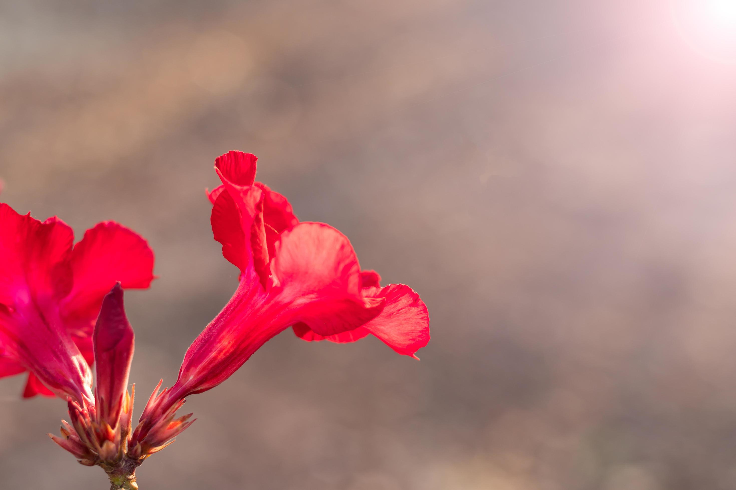 Flowering azalea red blur. Stock Free