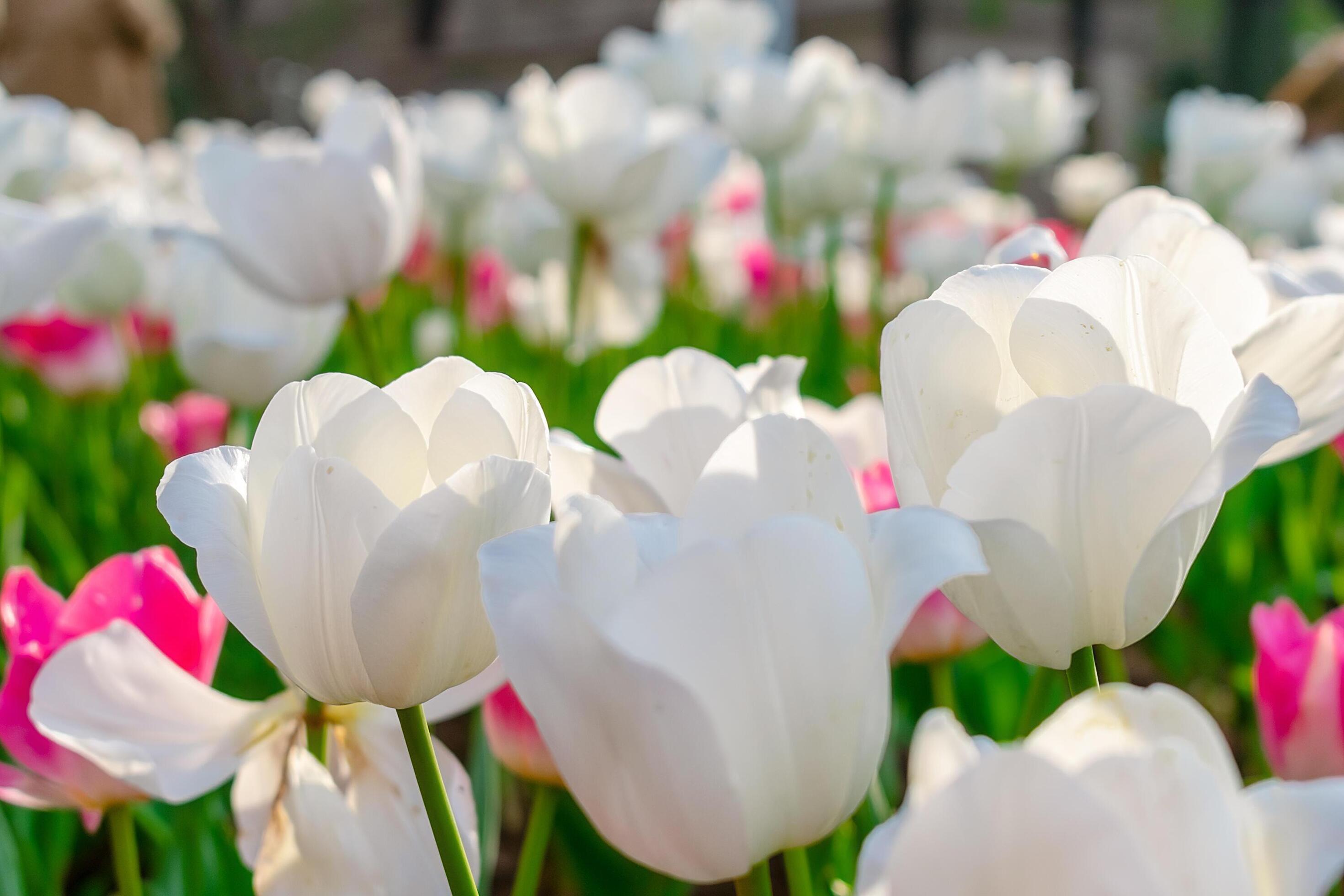 Background of many white tulips. Floral background from a carpet of white tulips. Stock Free