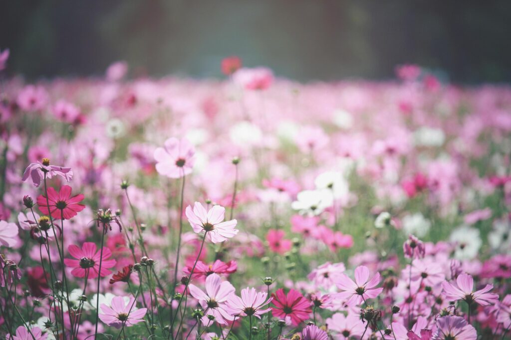 Pink cosmos flower blooming cosmos flower field, beautiful vivid natural summer garden outdoor park image. Stock Free