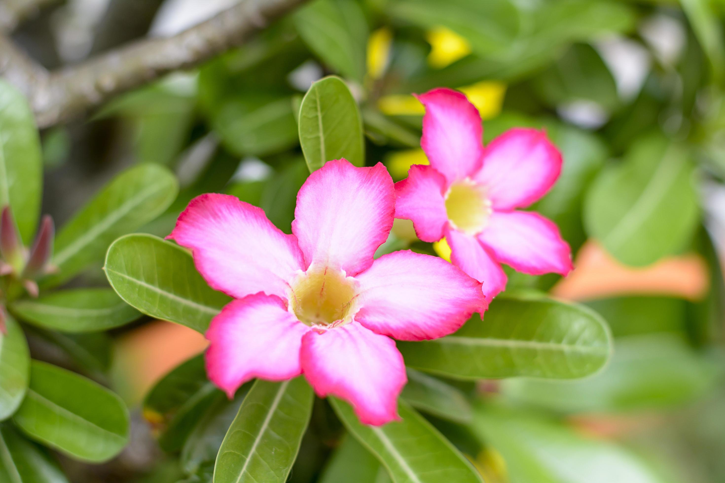 Desert Rose is a bright-colored flowers. Desert Roses are Thai Flower. Stock Free