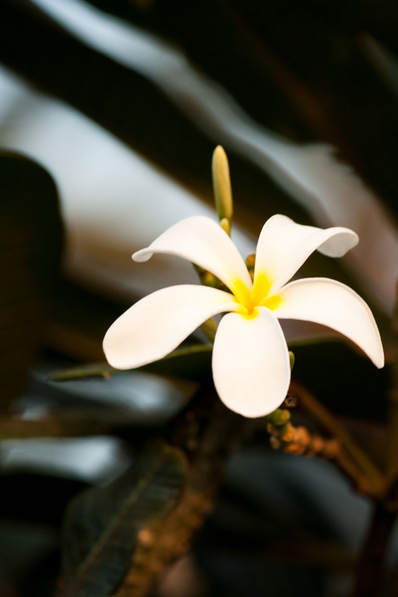 White Flower Stock Free