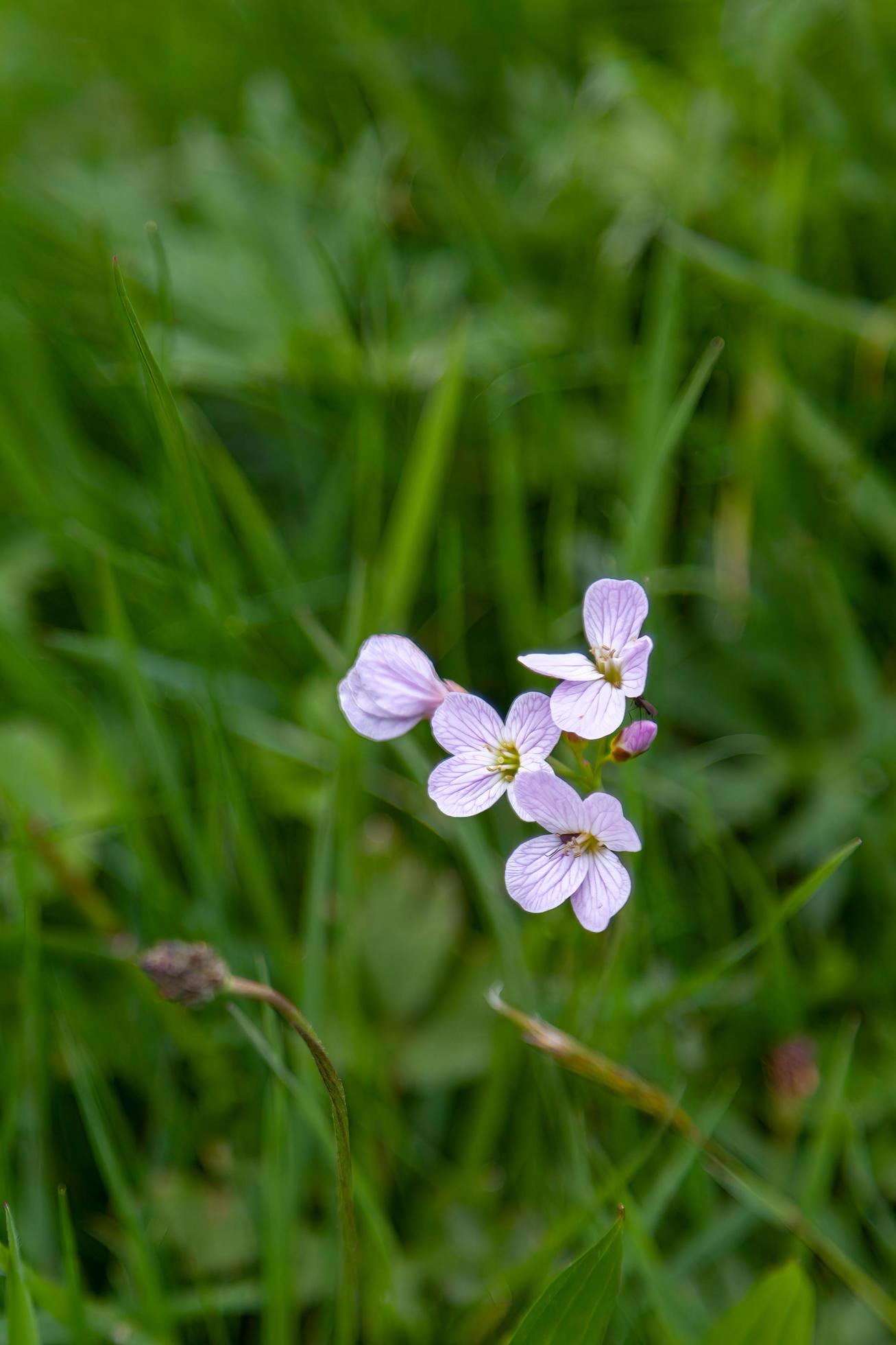 
									Cuckoo flower growing wild in Scotland Stock Free