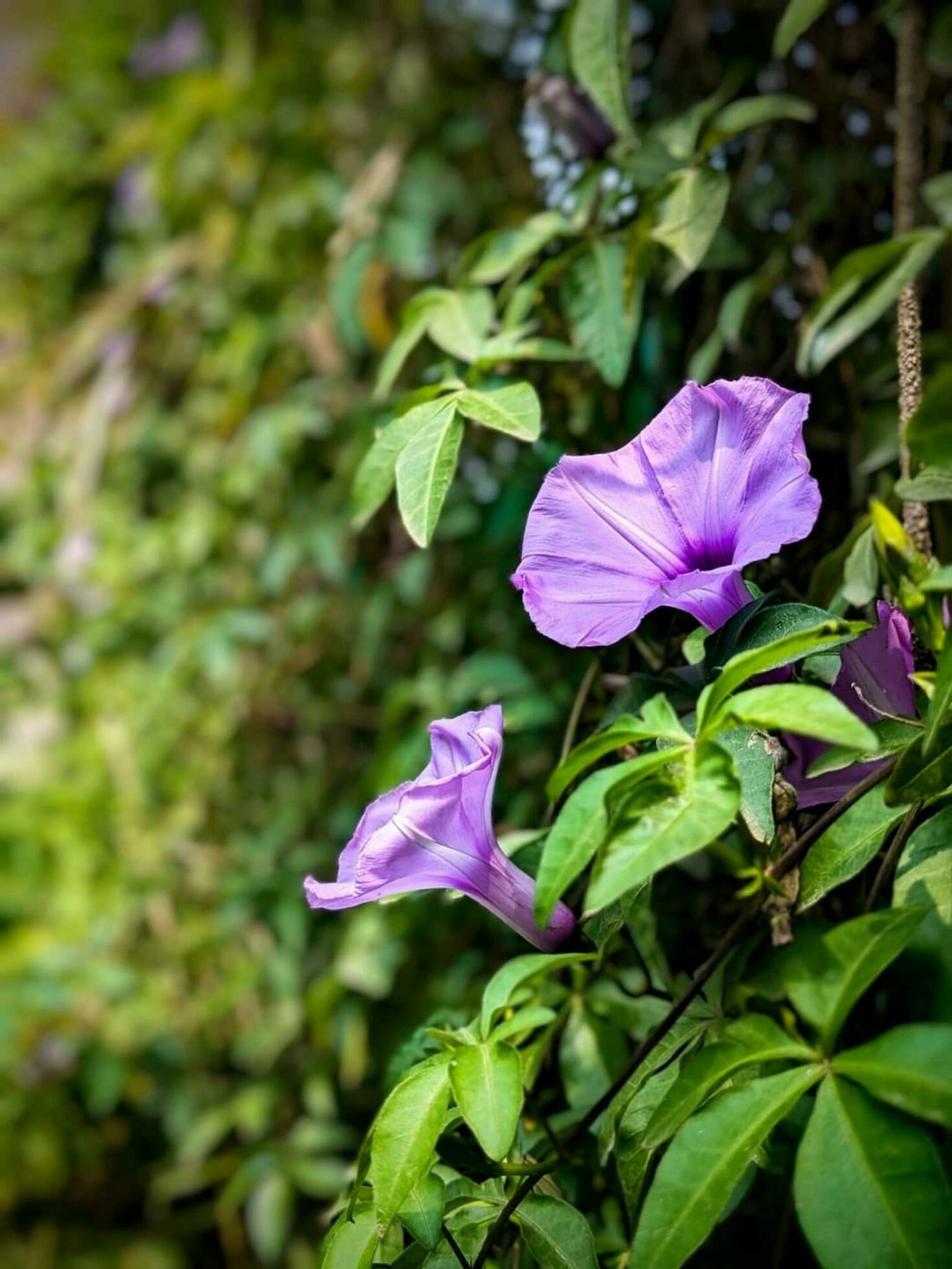 Blooming flower in nature Stock Free